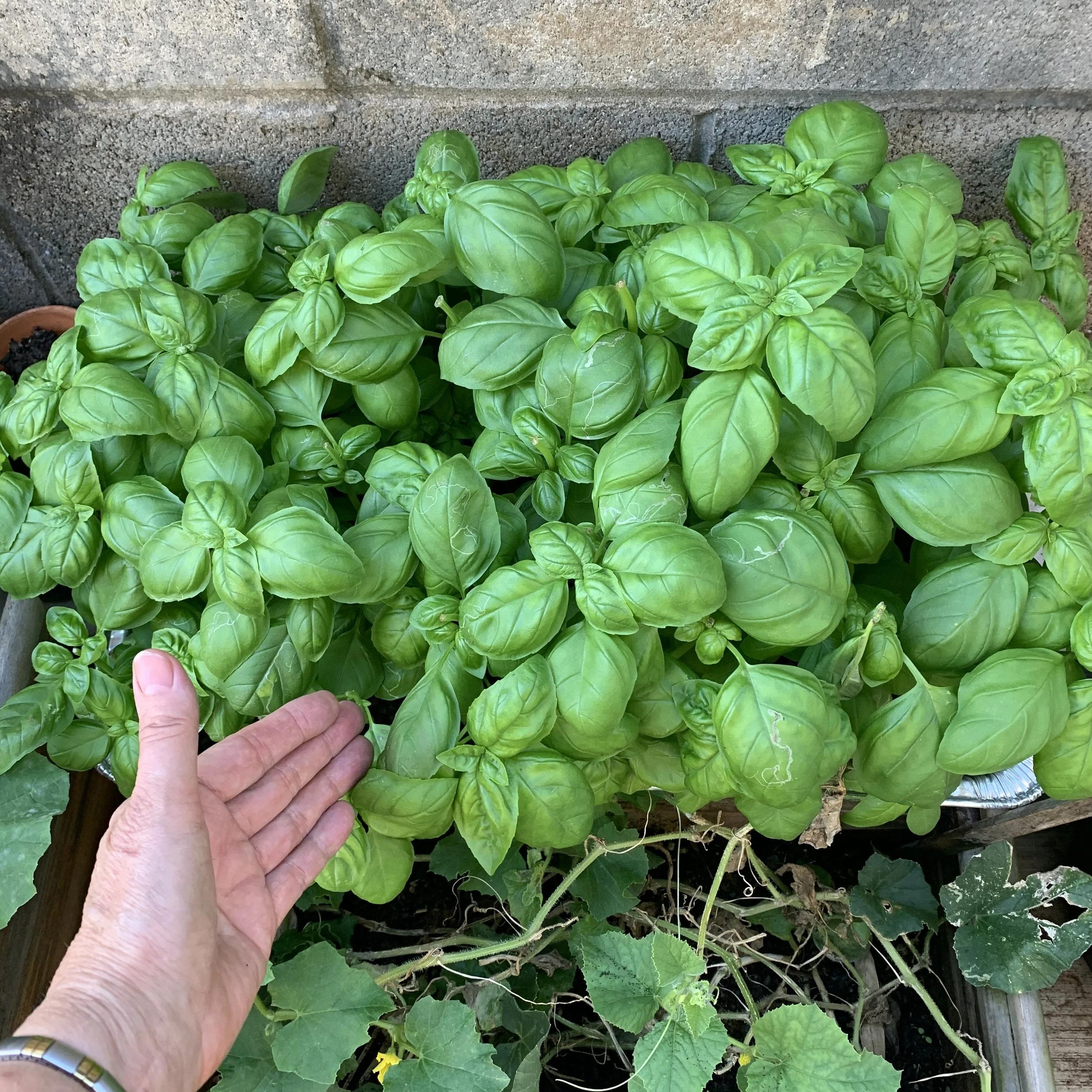 basil from seed.jpg