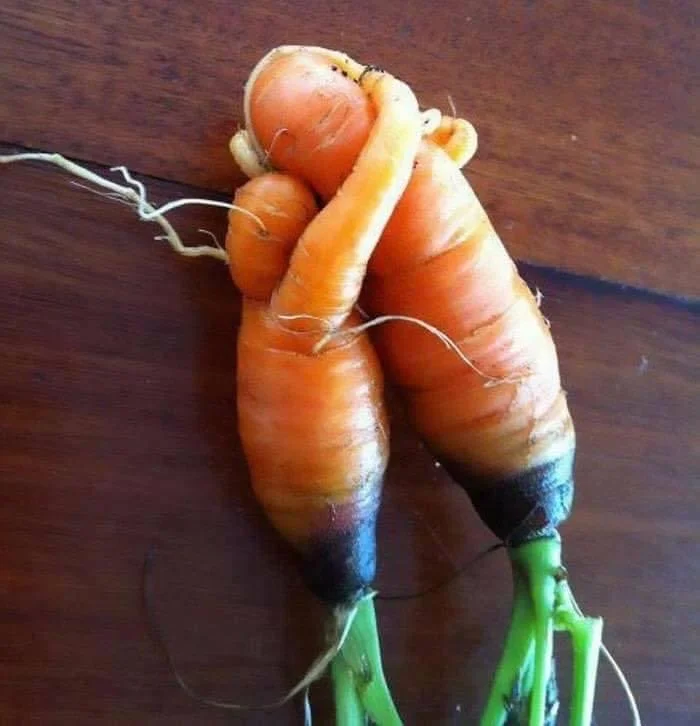 Carrot Lovers.JPG