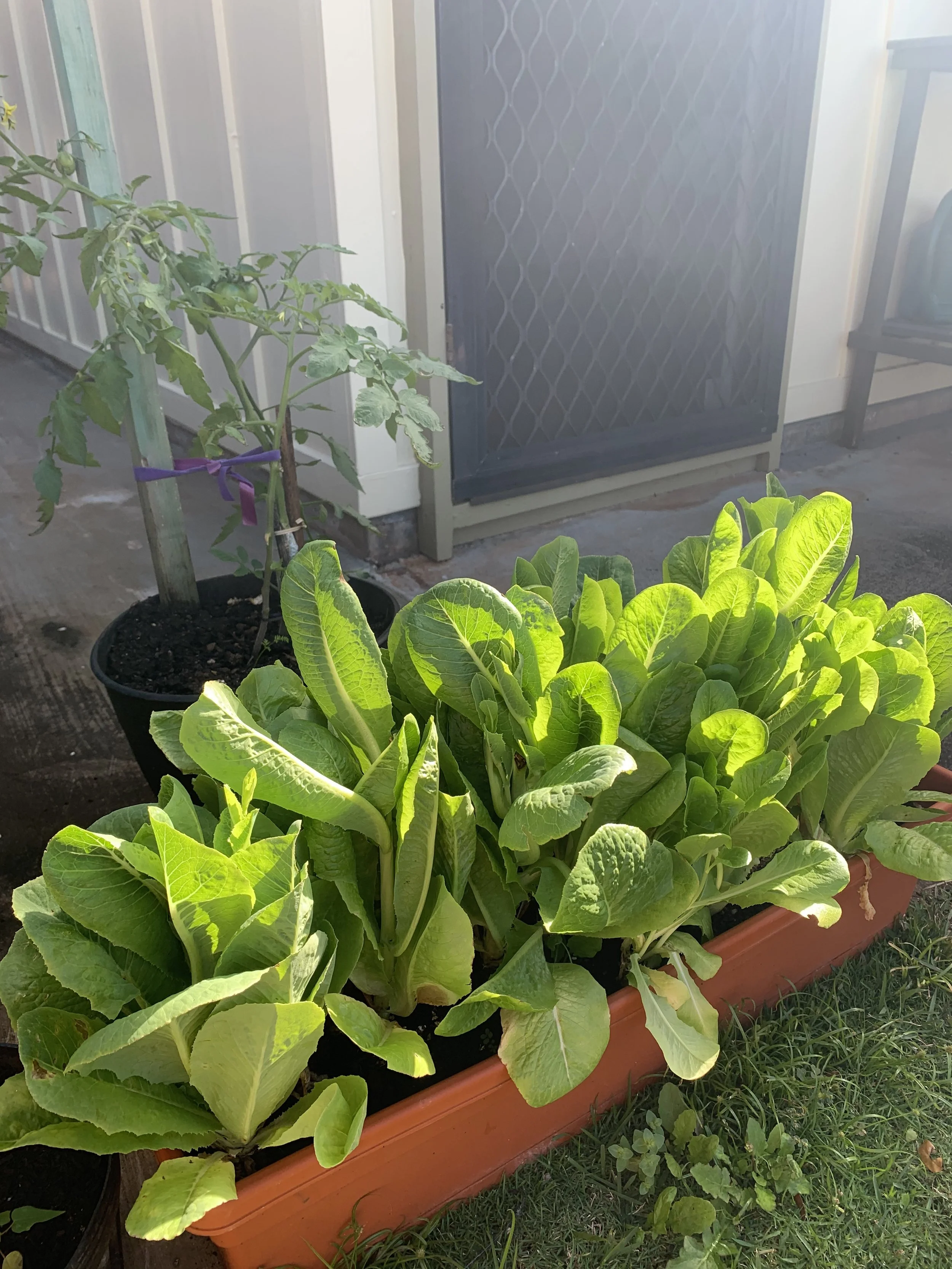 Home grown romaone & tomatoes.JPG