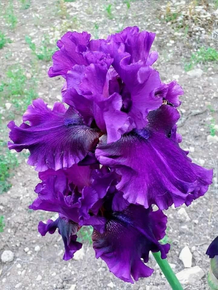 Iris - Deep Purple.JPG
