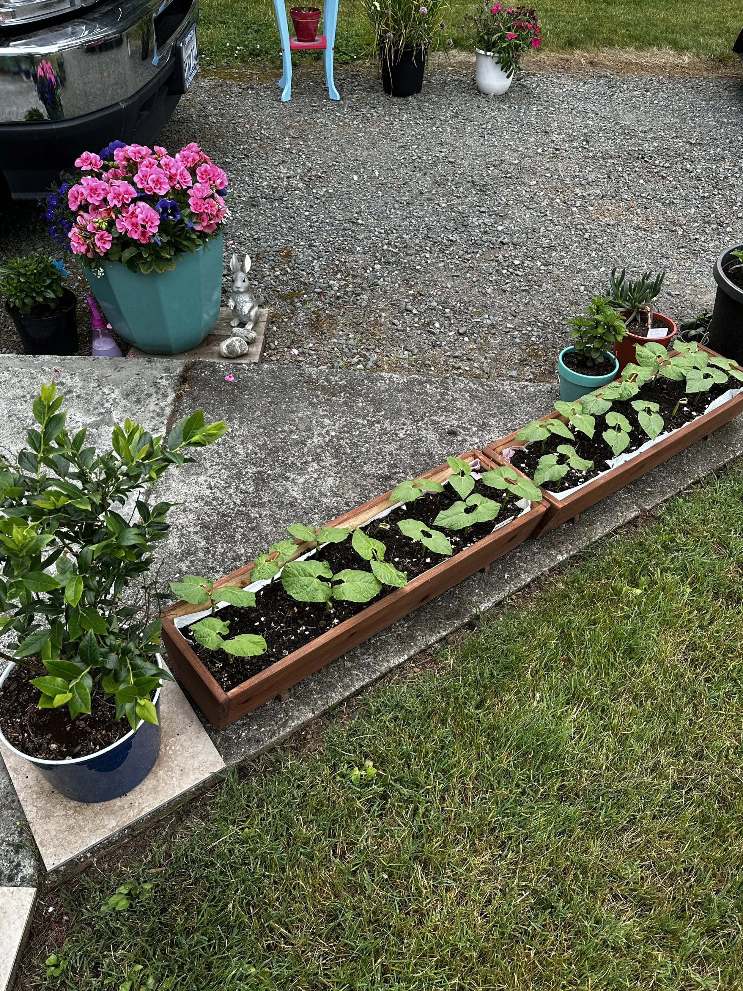 Baby Cucumbers and Pink Geranium.jpg