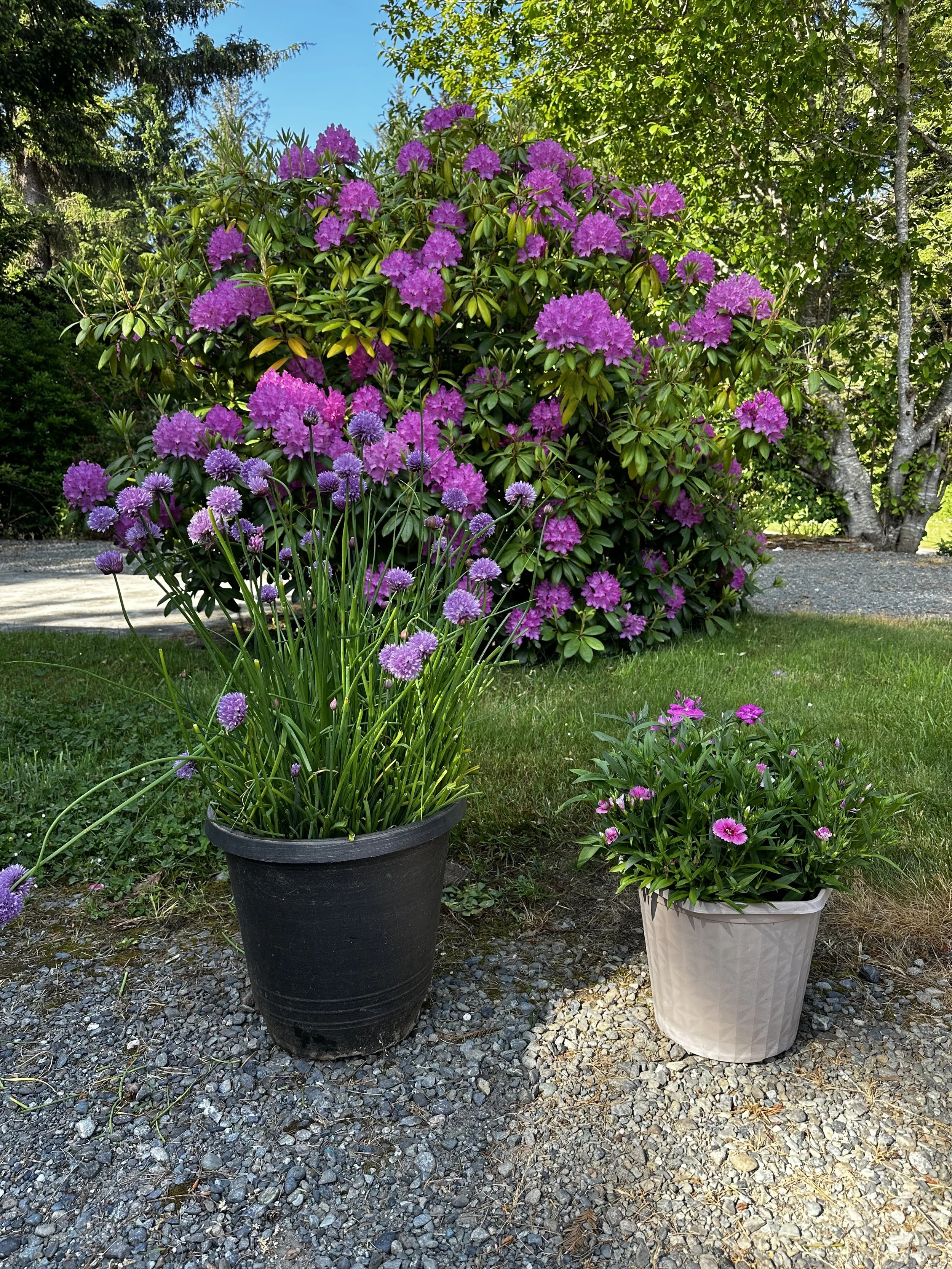 Chive & Dianthus.jpg