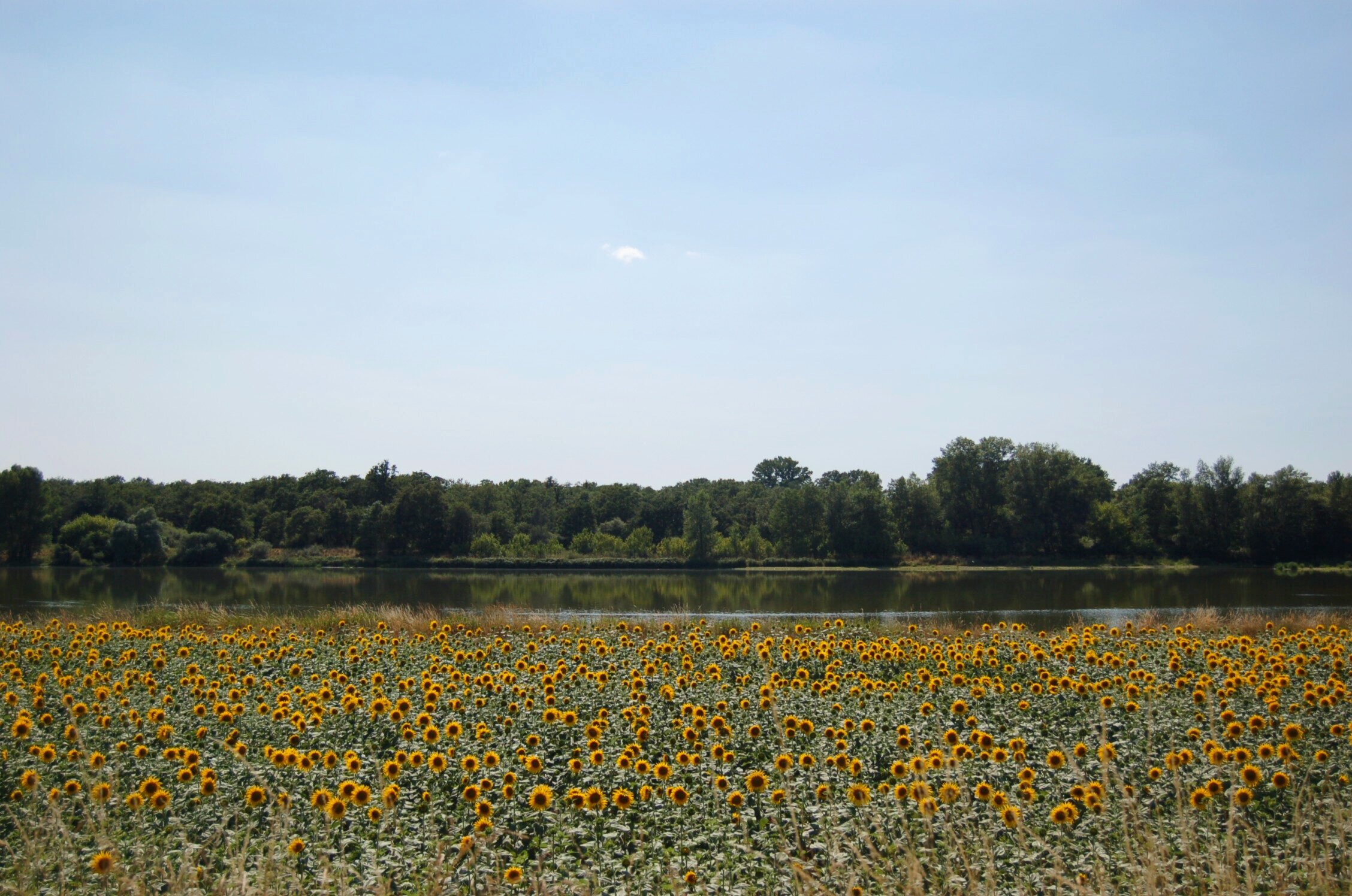 Loire River Valley Sunflowers