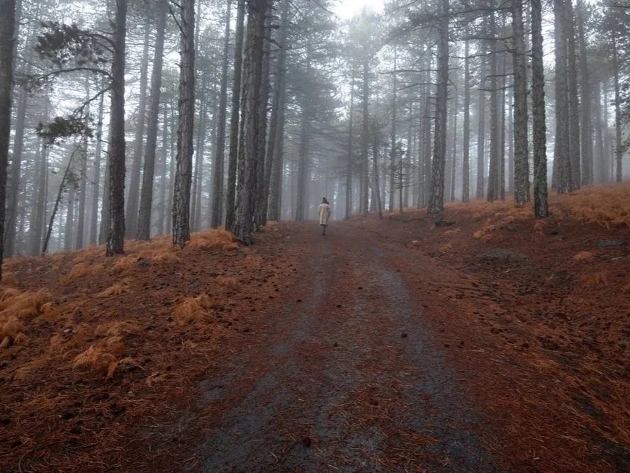 Tracking the Body’s Terrain: How Live Blood Analysis and Bioresonance Optimize Functional Medicine