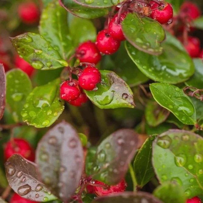 Wintergreen for Sore Muscles
