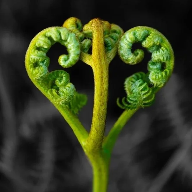 Finding Your Frequency: Why Coherence in Your Bio-Energy Field is Key to True Healing and Lasting Vitality