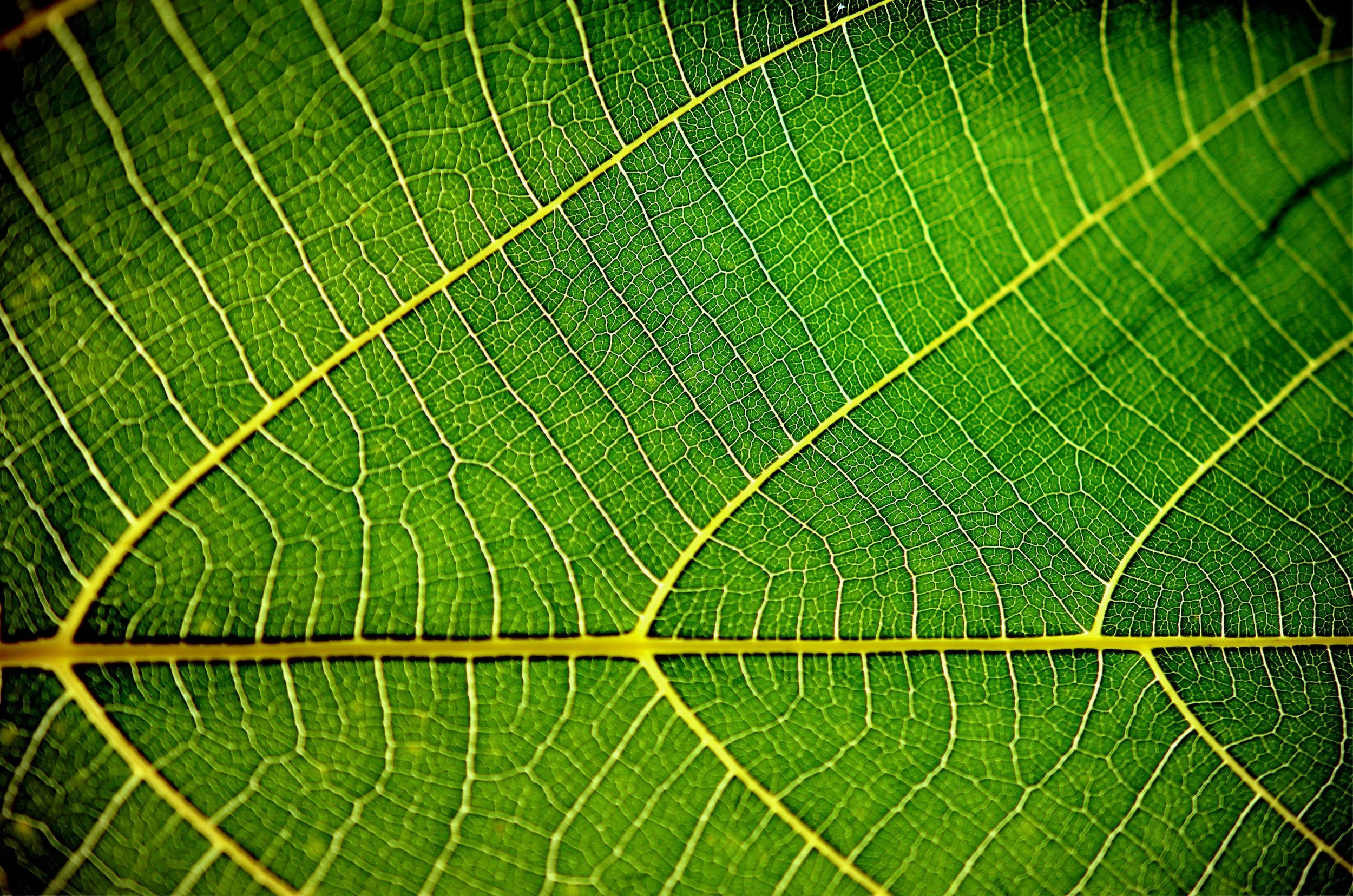 Close up of leaf