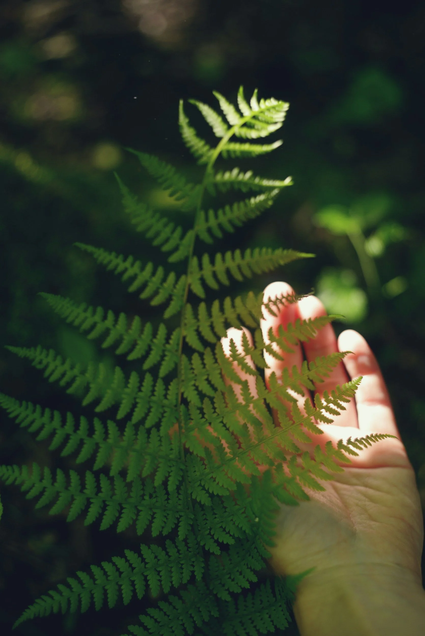Person with Fern Leaf