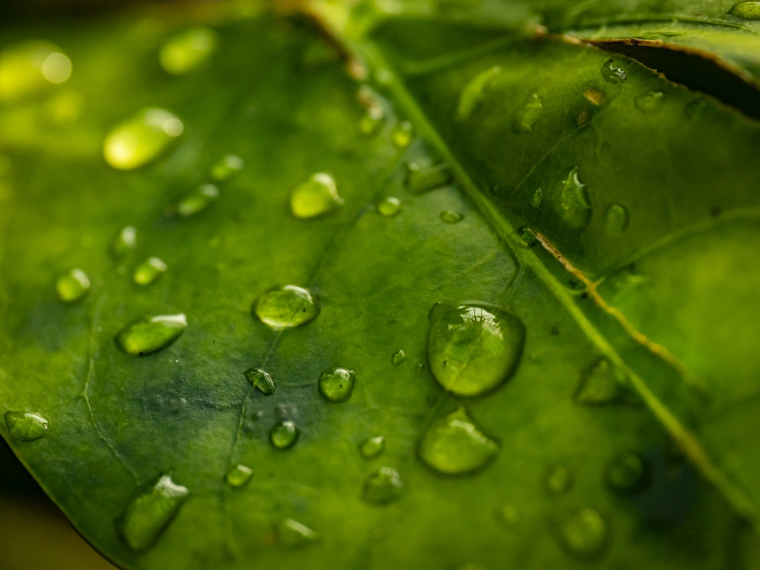 Green Leaf with water droplets symbolizing bioimpedence analysis of intra and extra cellular water.