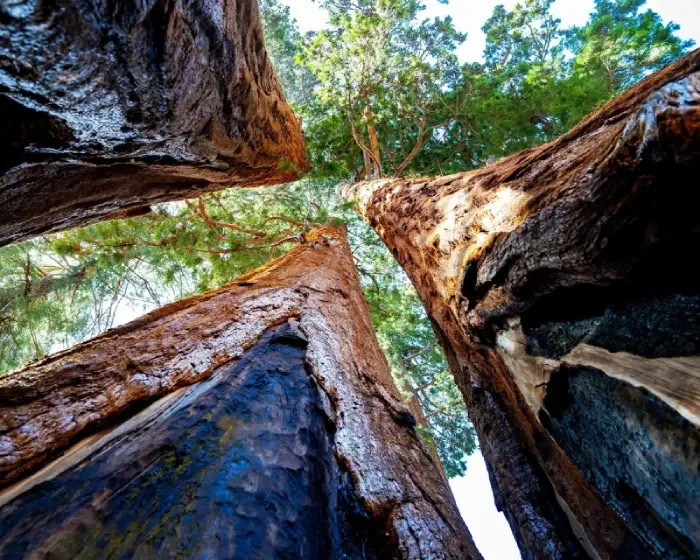looking up at trees