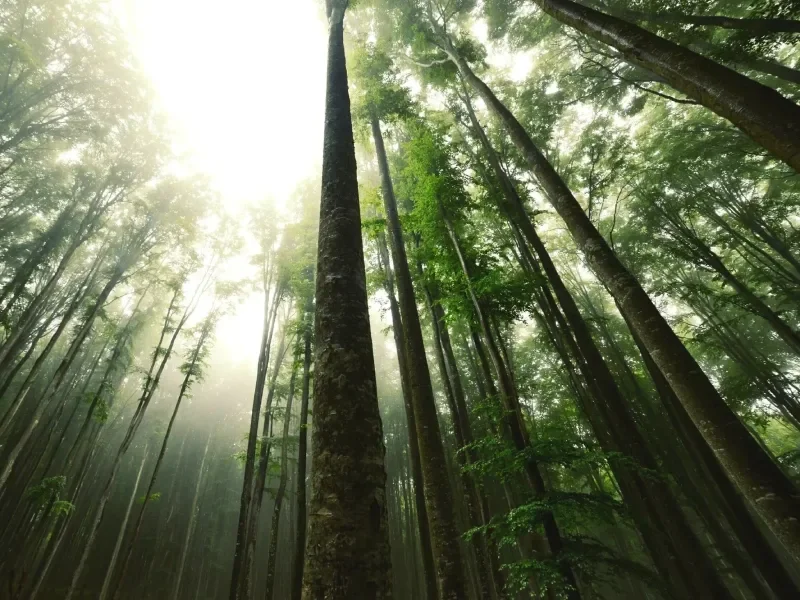 sunlight coming through the trees