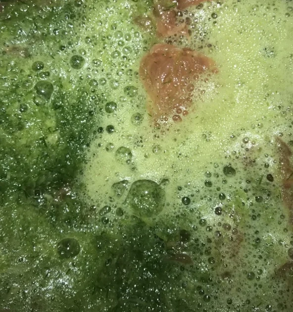 budget herb protocol