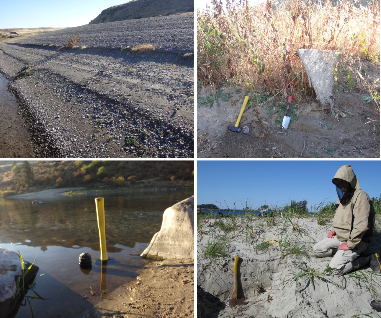 Modern samples should be collected at sites with bleaching conditions thought to be representative of the ancient samples of interest. (TOP LEFT) A modern sandy gravel bar in the Snake River, Idaho. (TOP RIGHT). A vegetated sand bar in the Snake River, Idaho. (BOTTOM LEFT) Shallow-water river sediments adjacent to an archaeological site in Idaho. PHOTO CREDITS: CHRISTINA NEUDORF. (BOTTOM RIGHT) The crest of a sand dune on Calvert Island, British Columbia. PHOTO CREDIT: OLAV LIAN