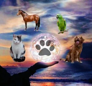 Animal Reiki Master Workshop