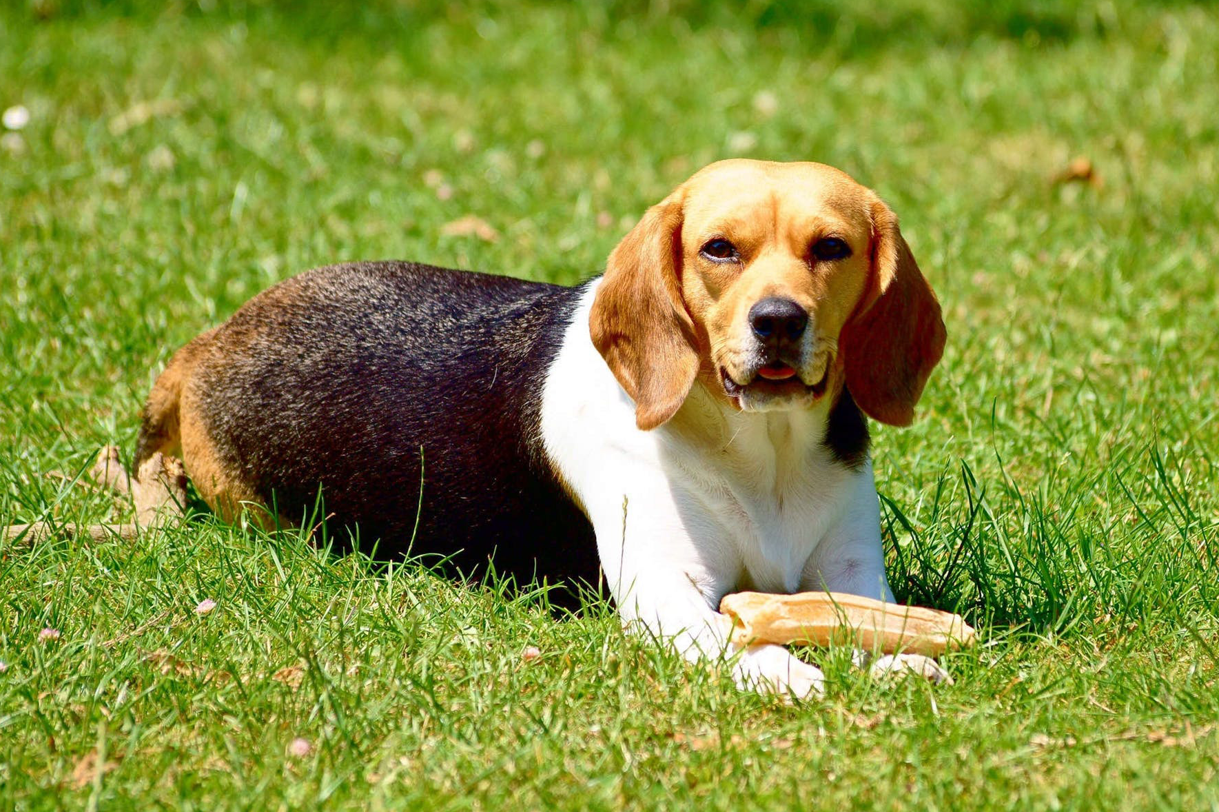 beagle1.png