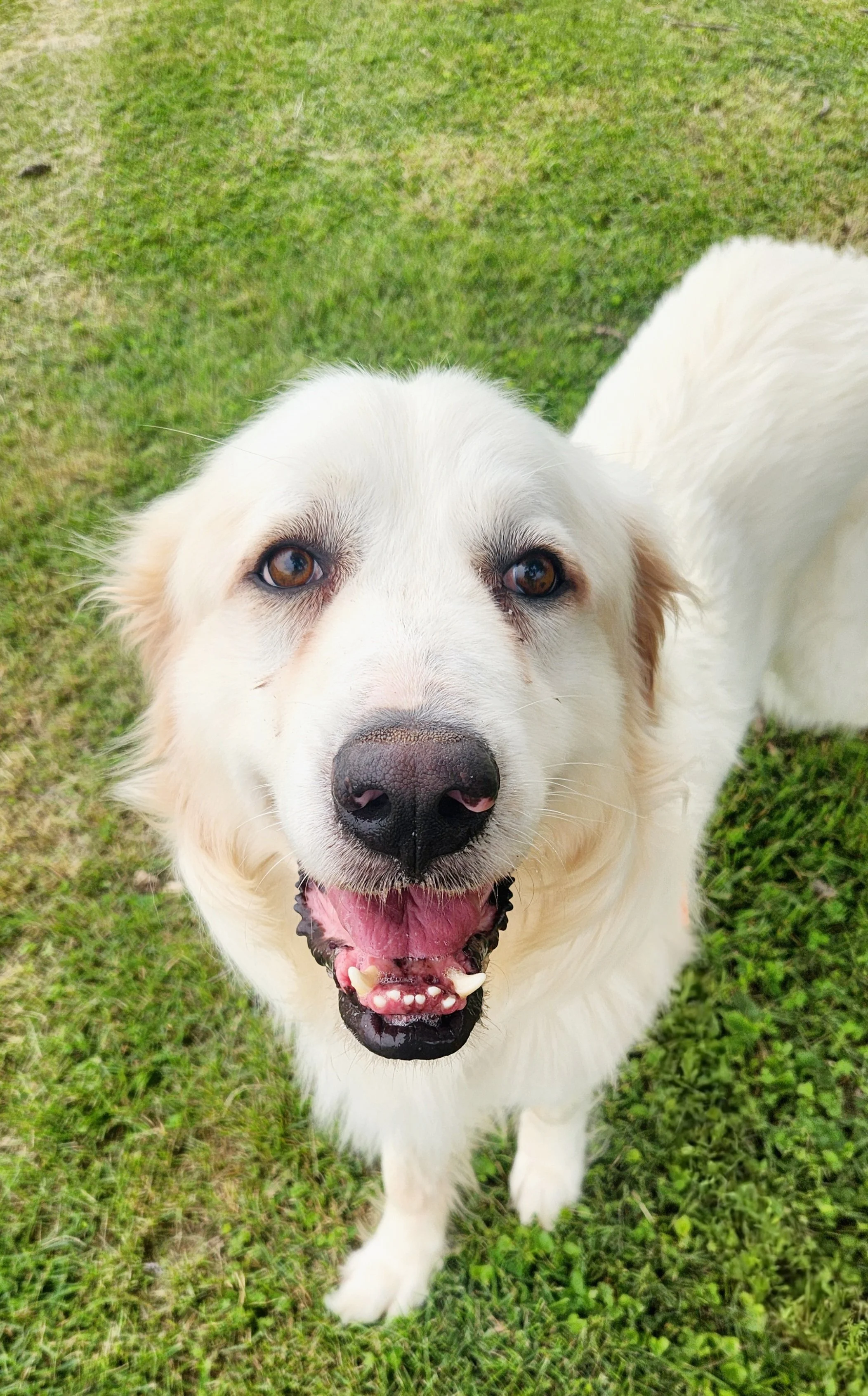 Special-called Board Meeting