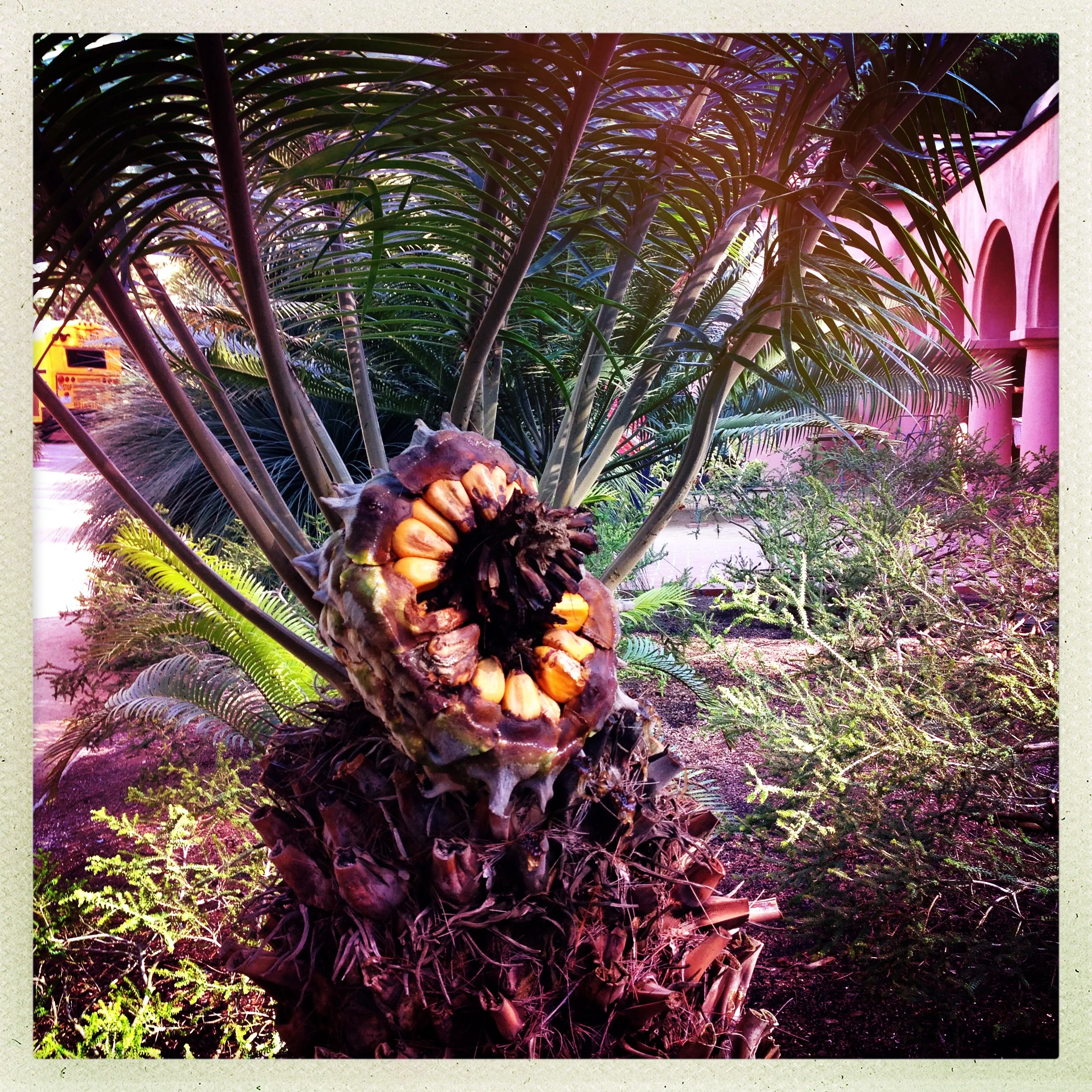 lotusland kathleen ousley 350 10x10.JPG