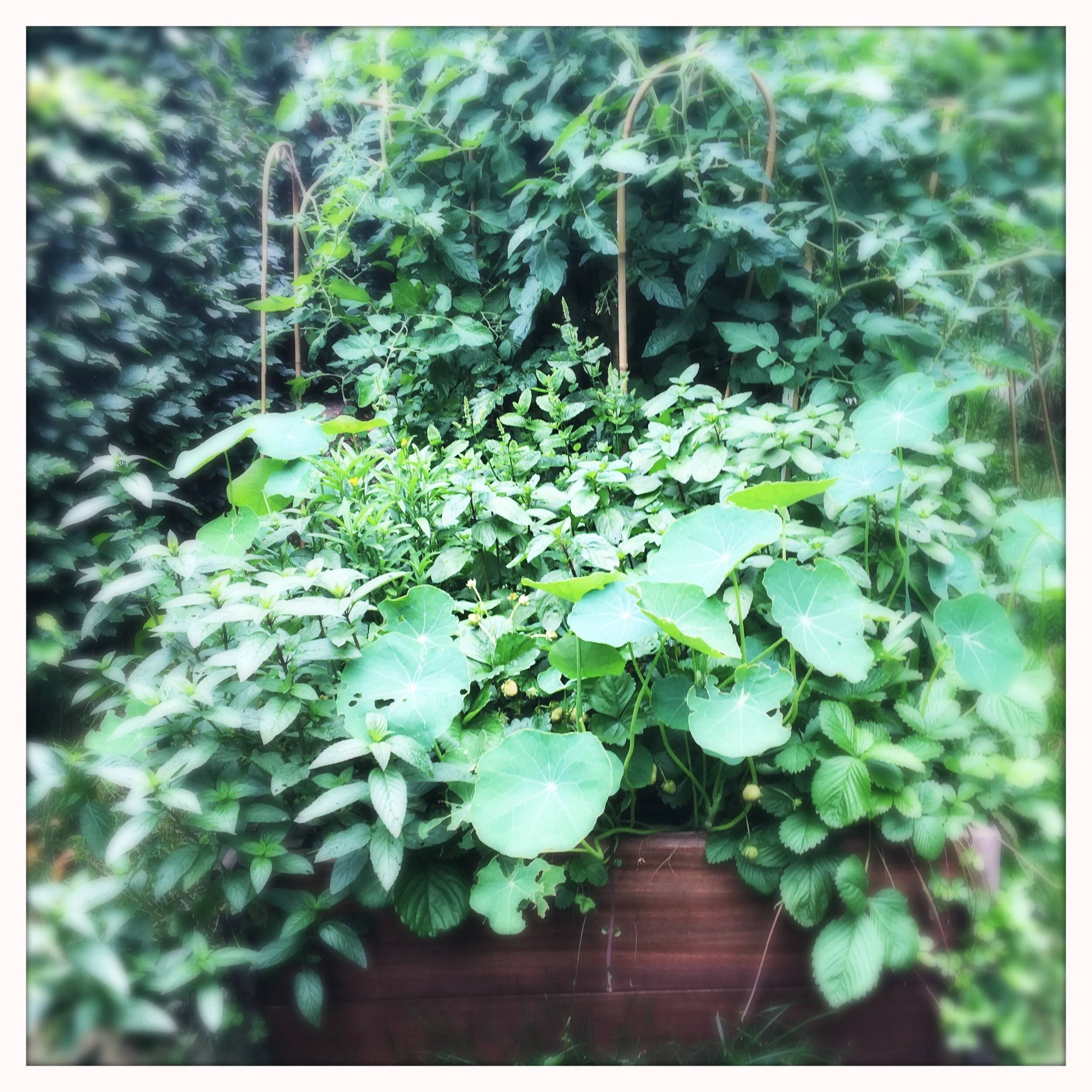 Organic raised Garden Beds