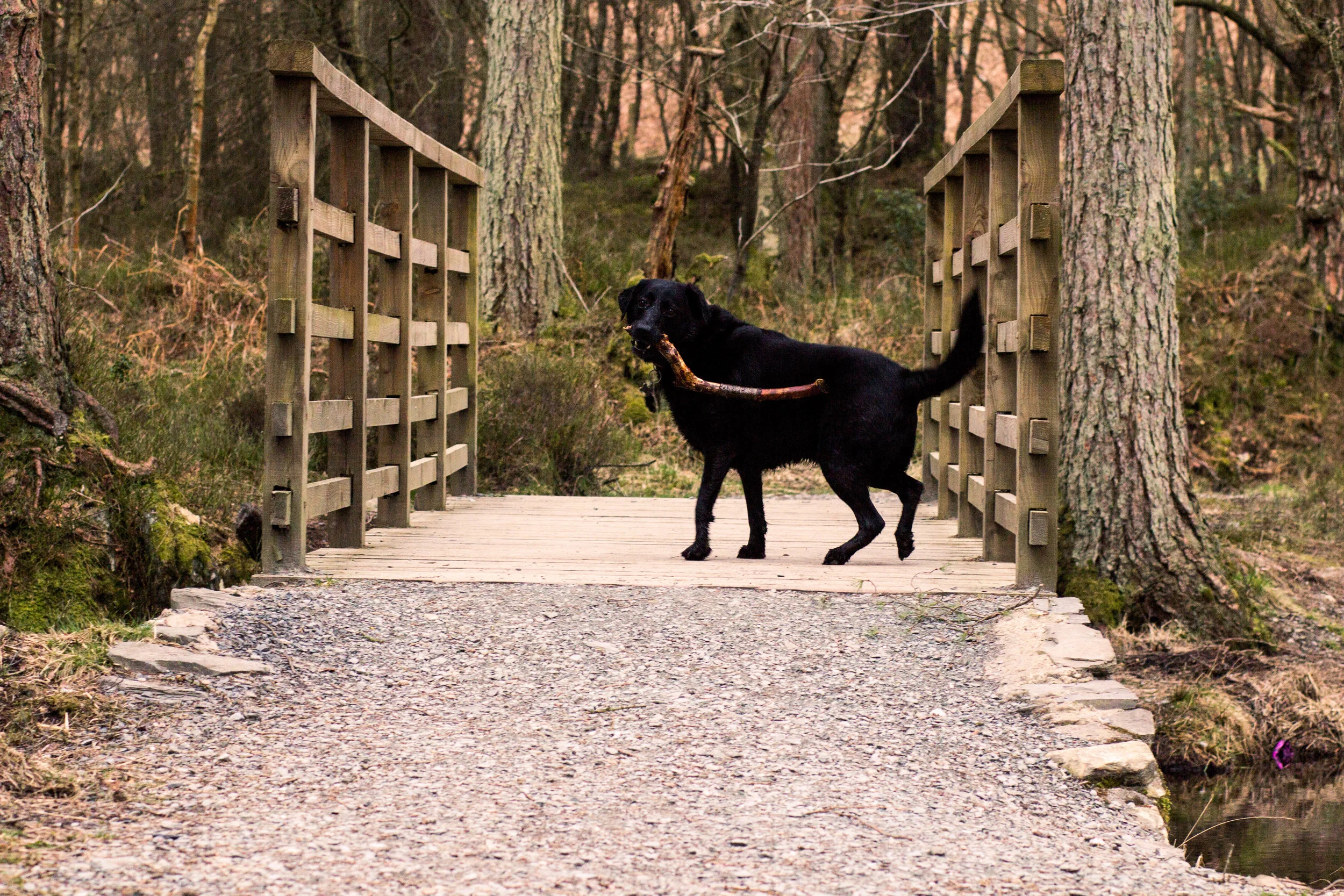 Cody-Bridge-3752.jpg