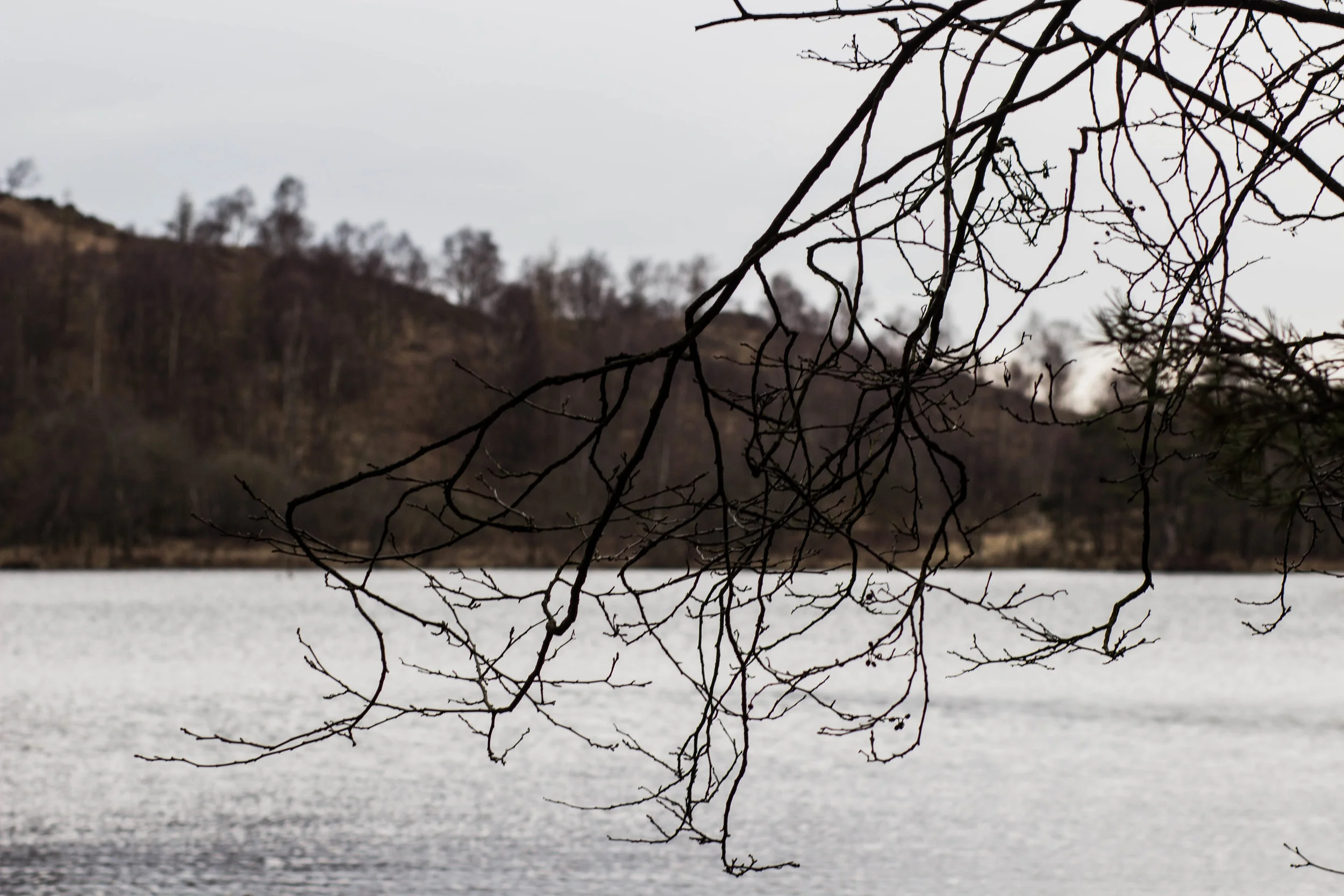 Tree-3747.jpg