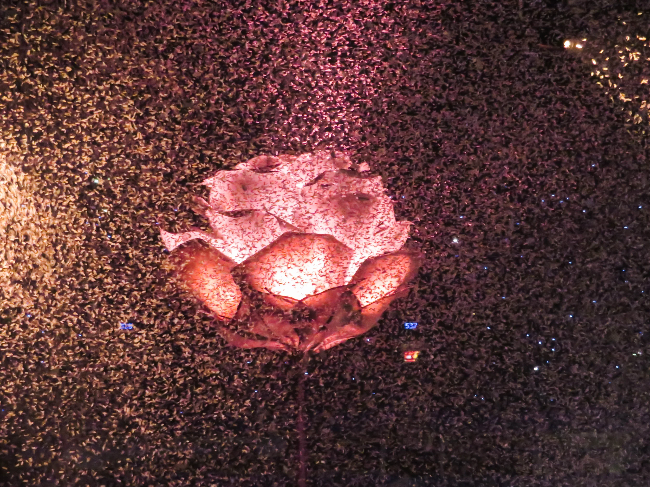 Flower-IMB-1828.jpg