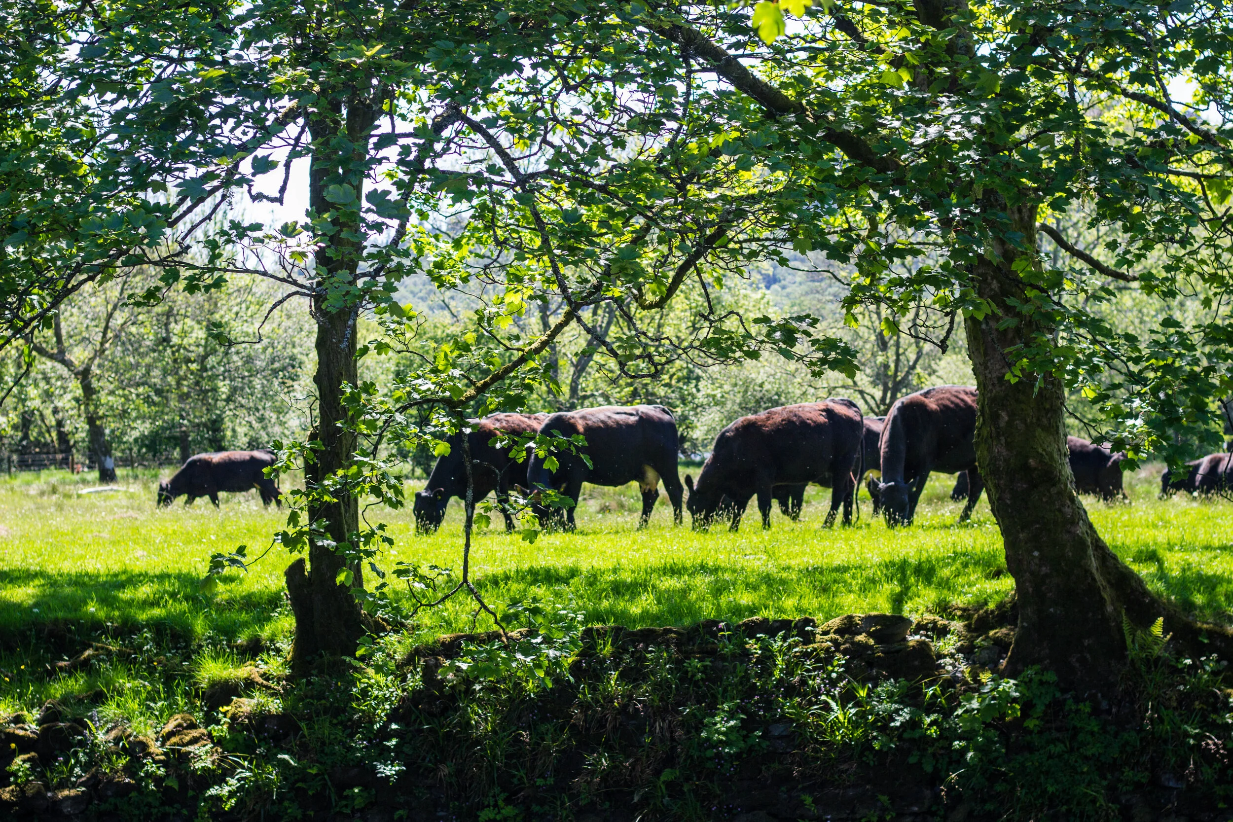 Cows-1736.jpg