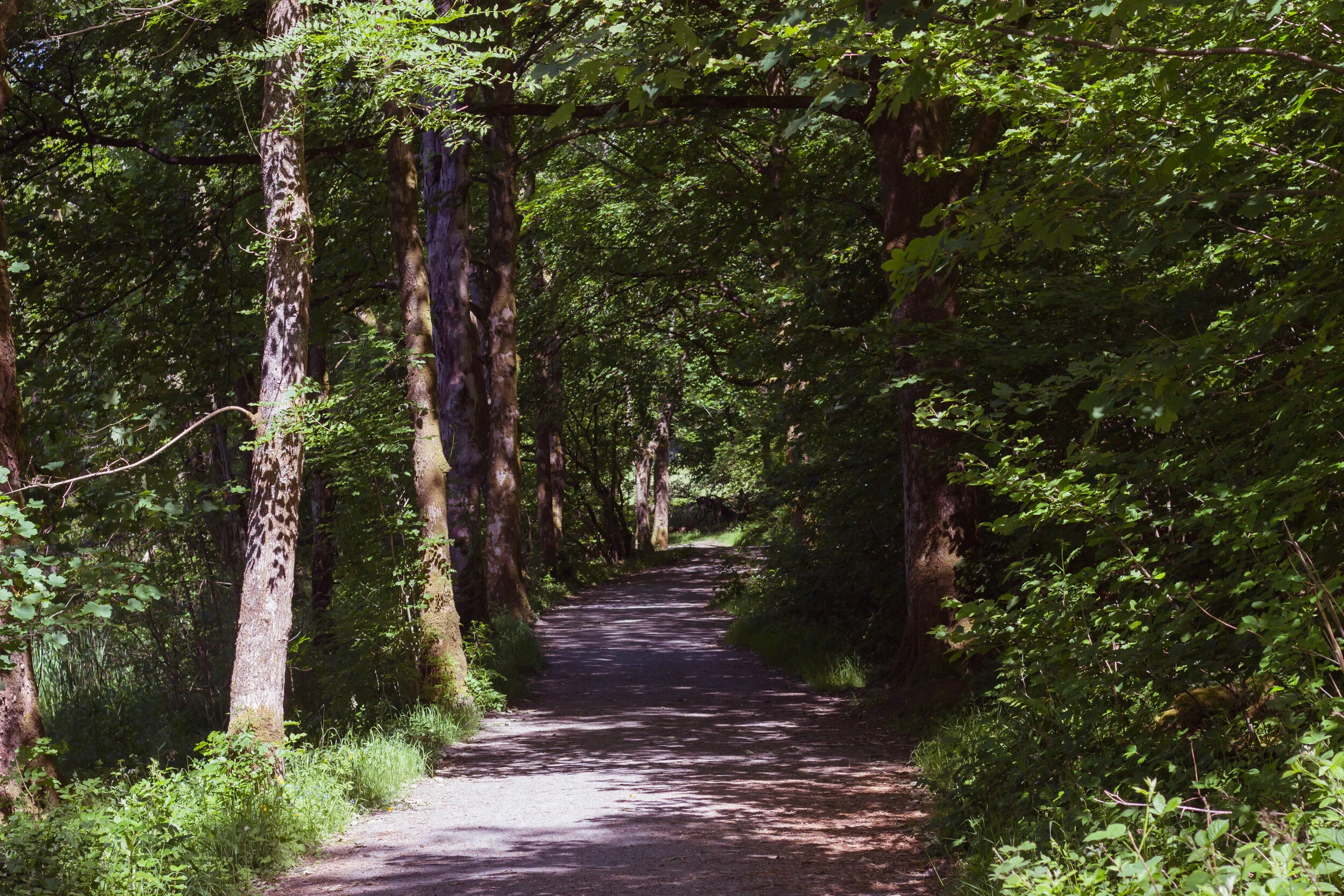 Skelwith_trees-1680.jpg