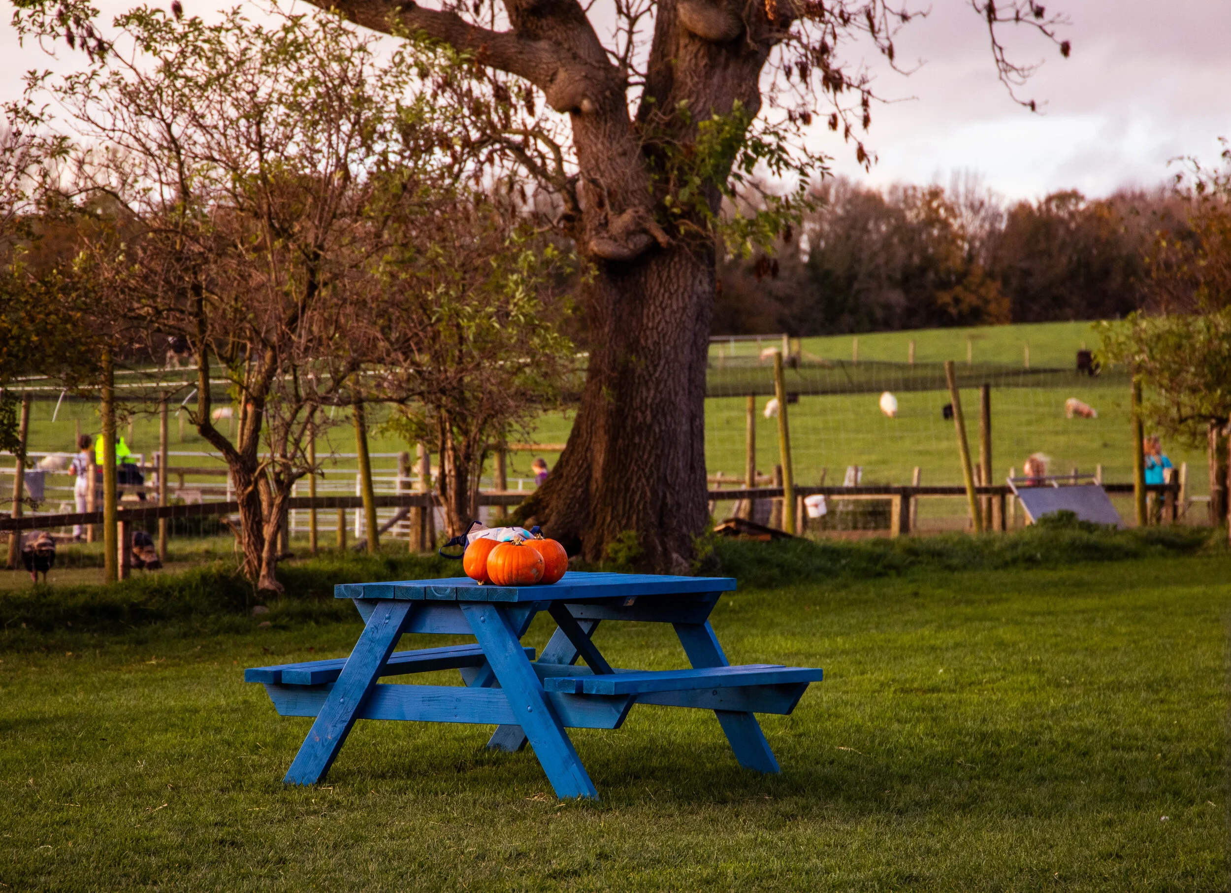 Bench-IMG_5506.jpg