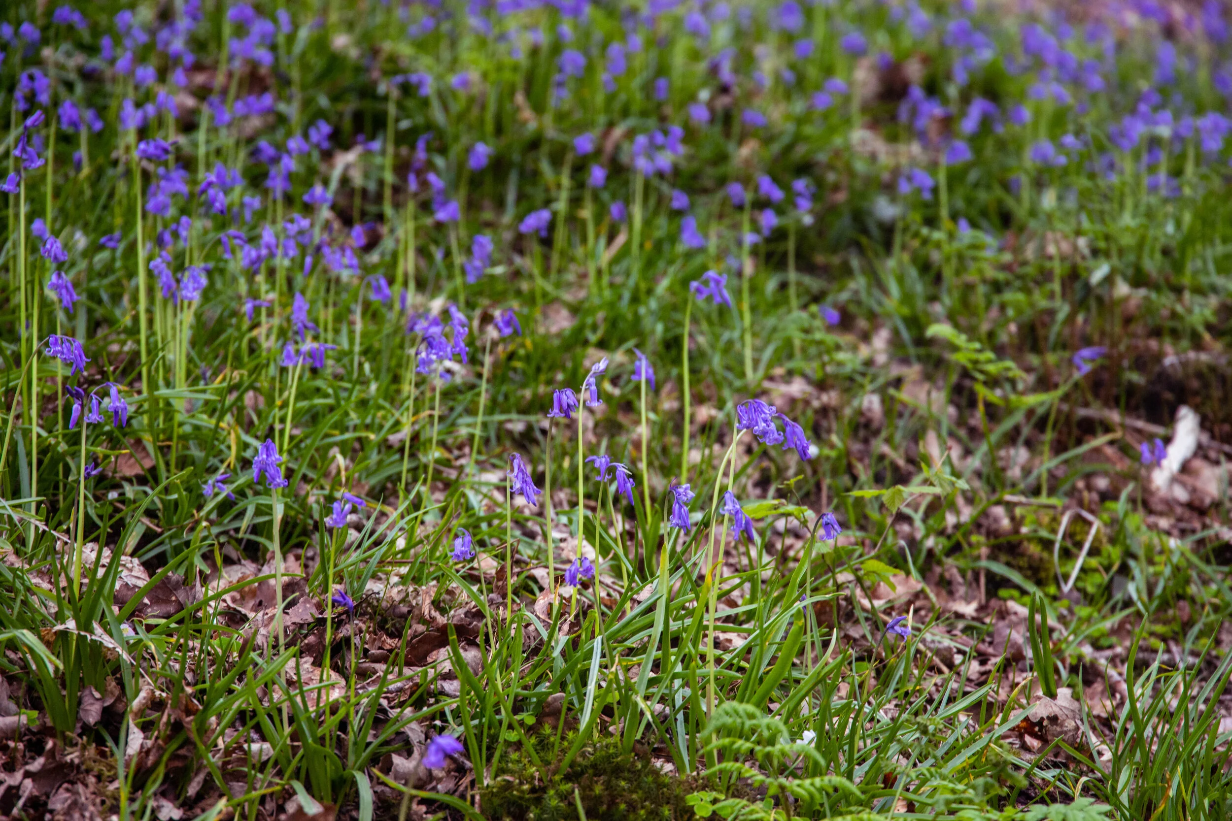 Grizedale Forest-IMG_7747.jpg