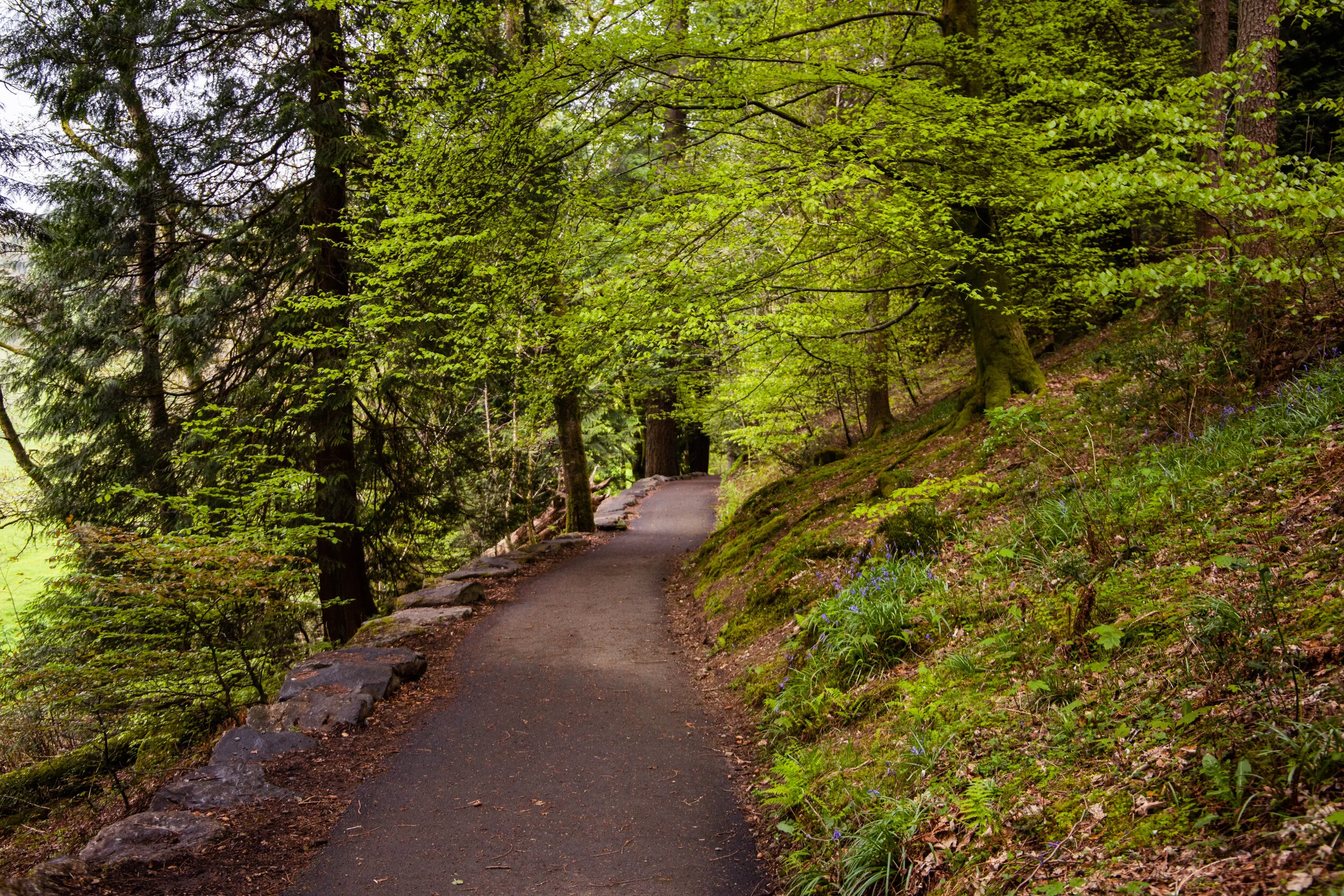 Grizedale Forest-IMG_7891.jpg