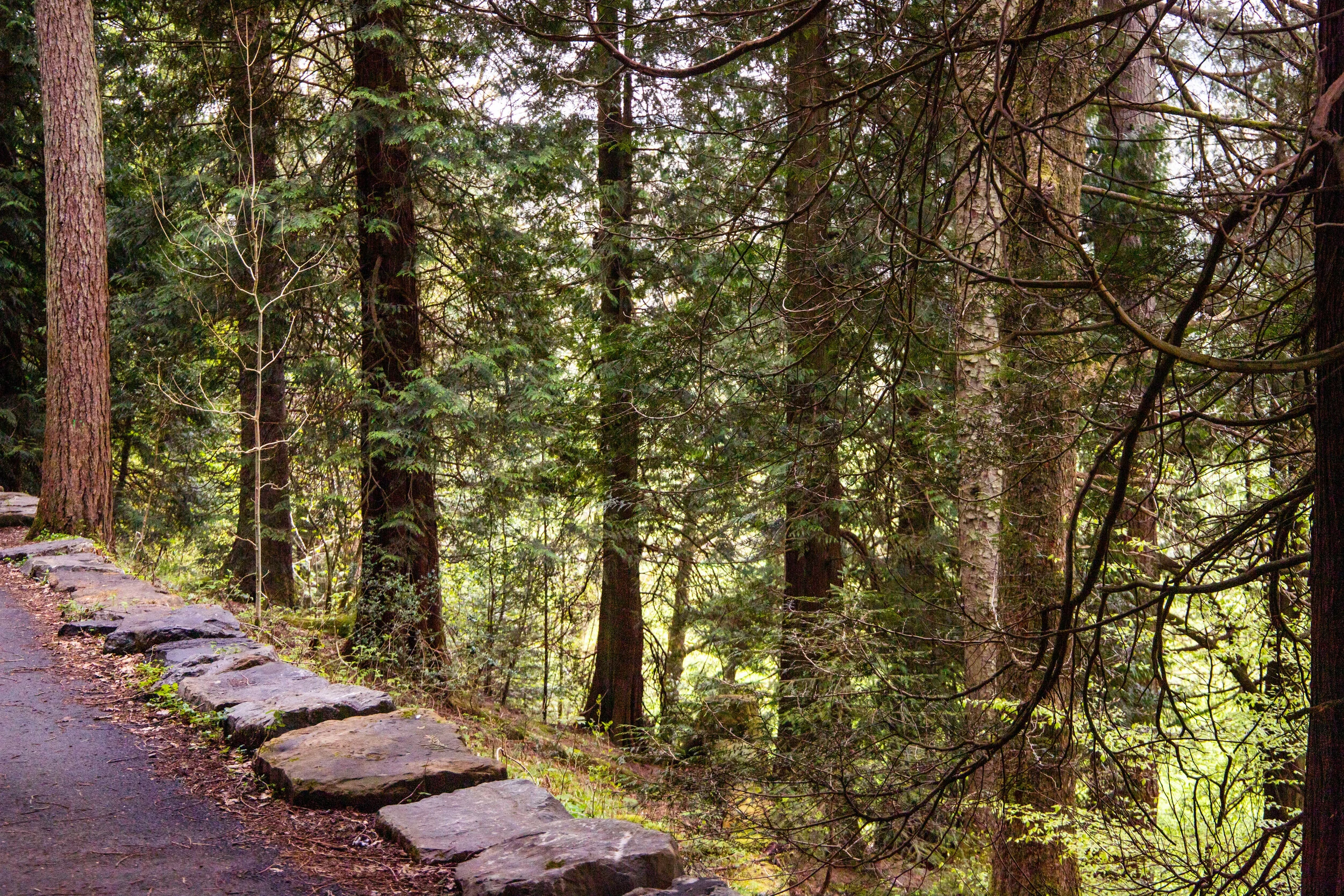 Grizedale Forest-IMG_7843.jpg