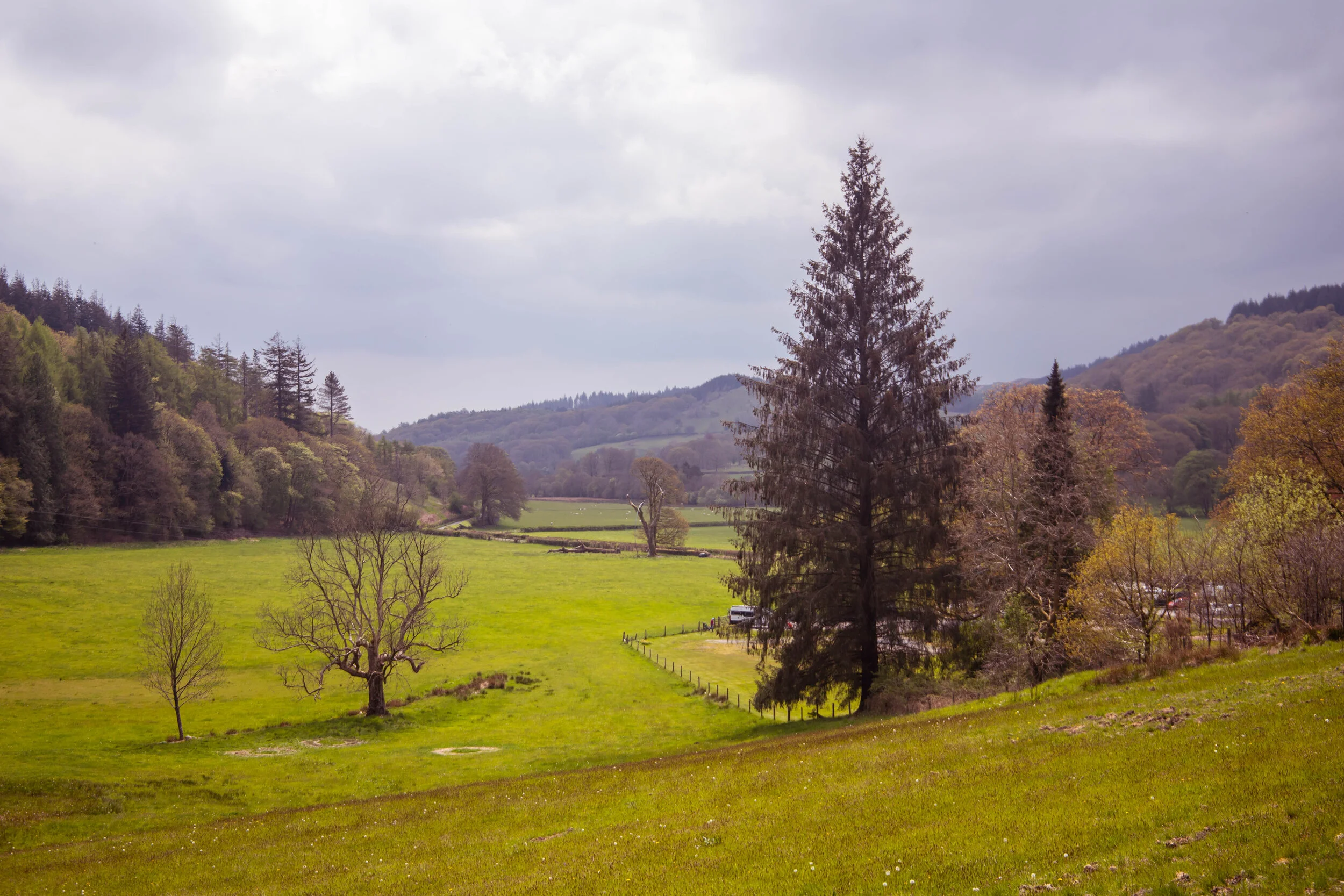 Grizedale Forest-IMG_7979.jpg