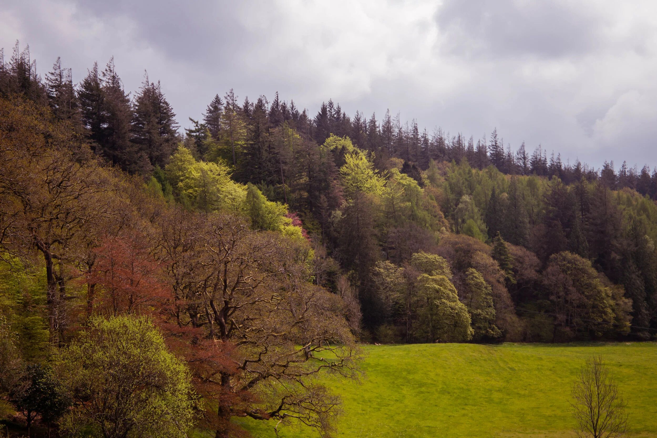 Grizedale Forest-IMG_7986.jpg