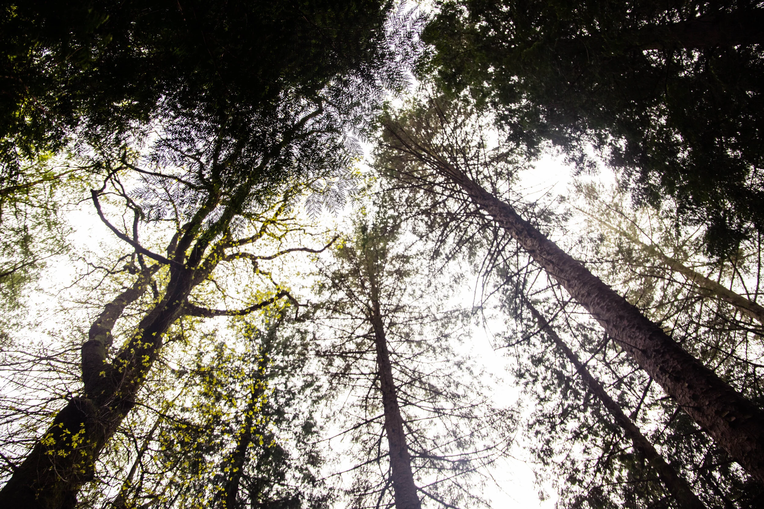 Trees-IMG_7845.jpg