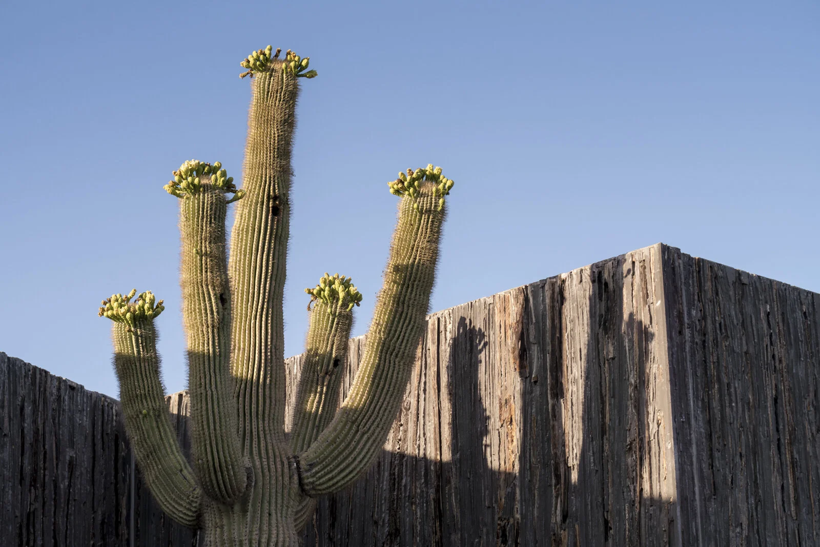 Architekton © GREY SHED STUDIO