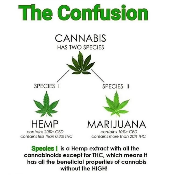 cannabis-the-confusion2.jpg