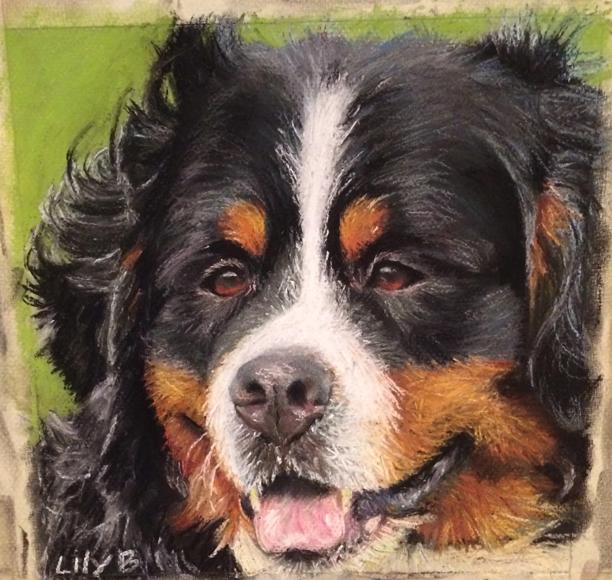 Bernese Mountain Dog