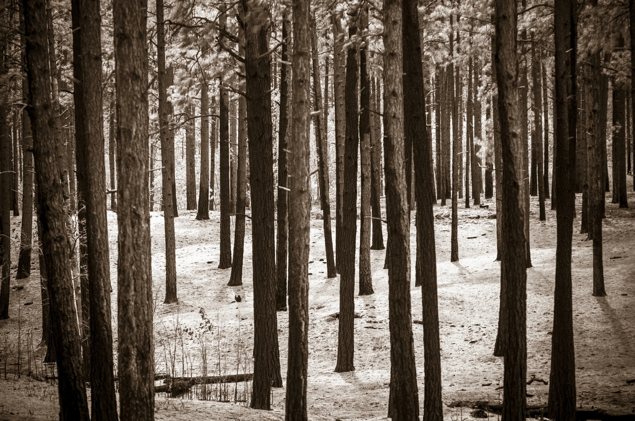 Bandelier Wilderness after the forest fires of 2009
