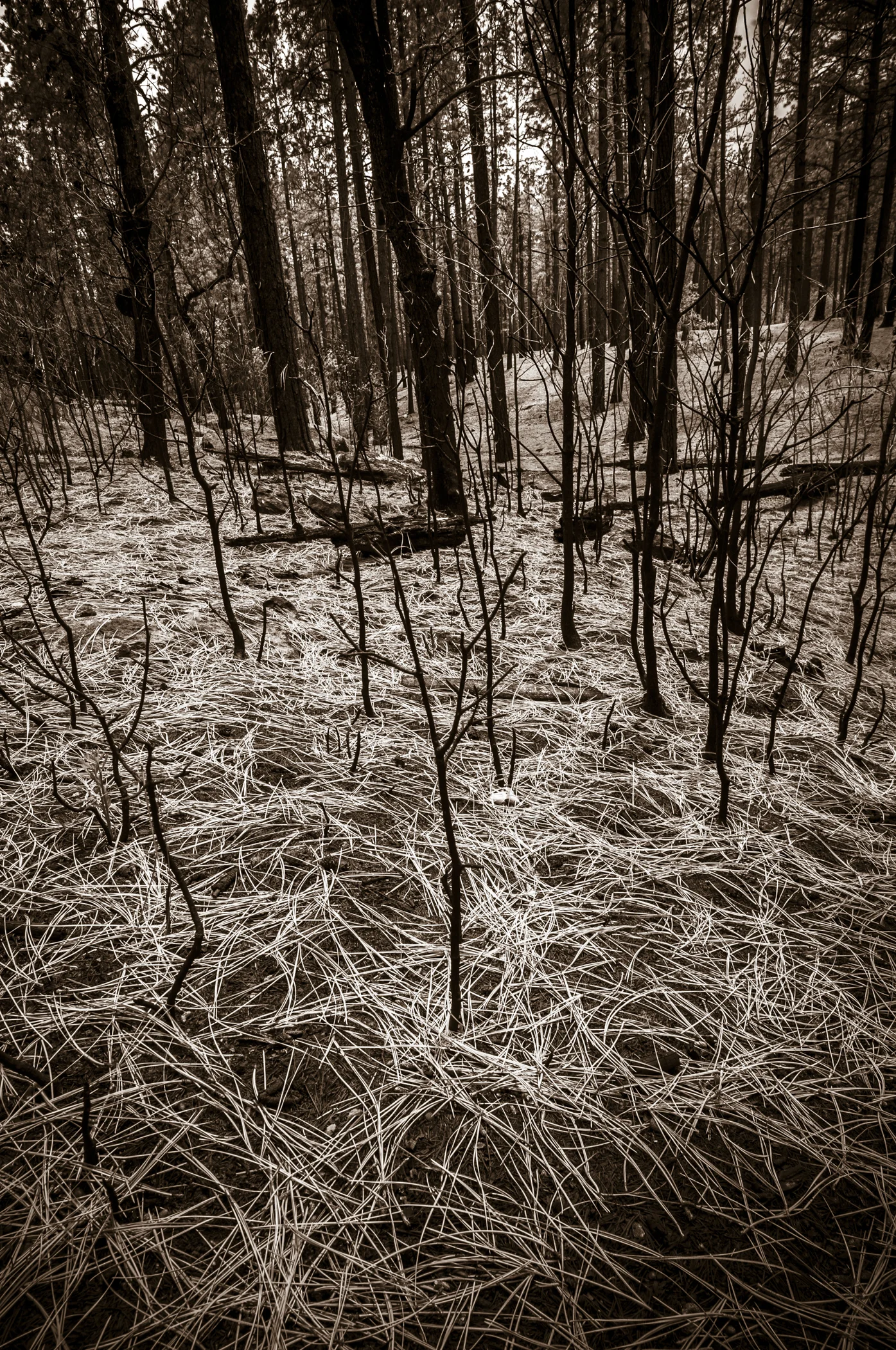 Bandelier Wilderness after the forest fires of 2009