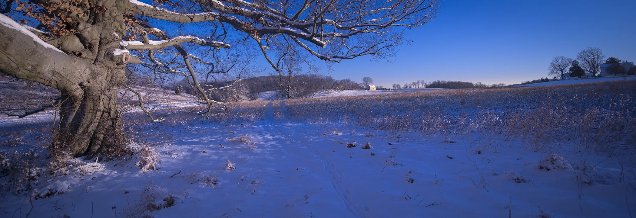 Longwood Meadows_Snowy Morning.jpg