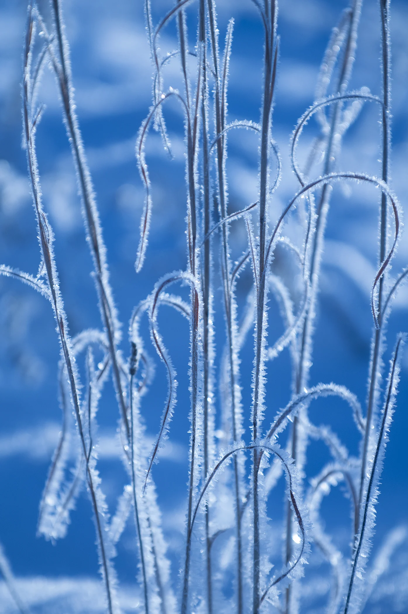 Hoarfrost