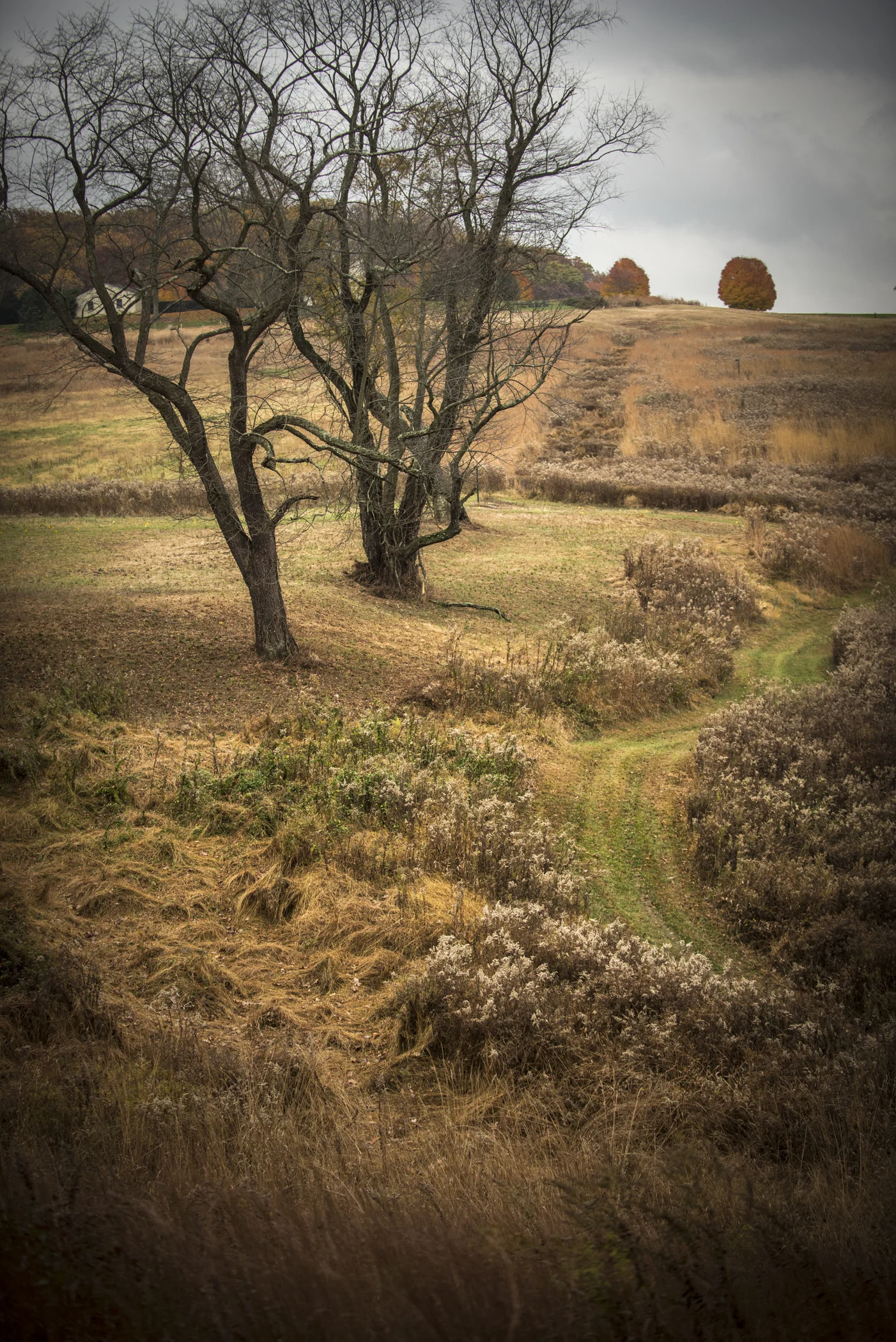 Longwood Meadow_112.jpg