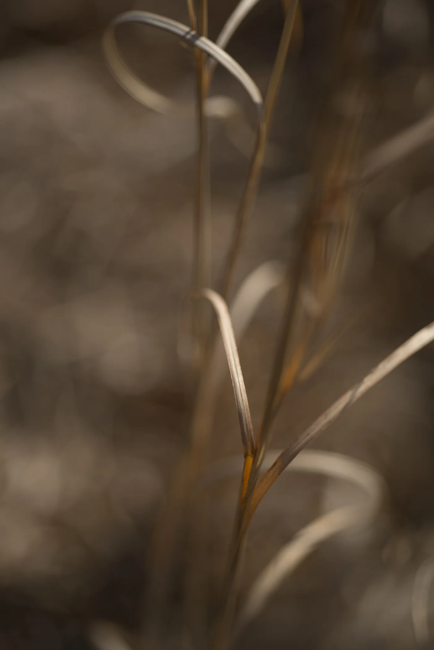 Longwood Meadow_1014.jpg