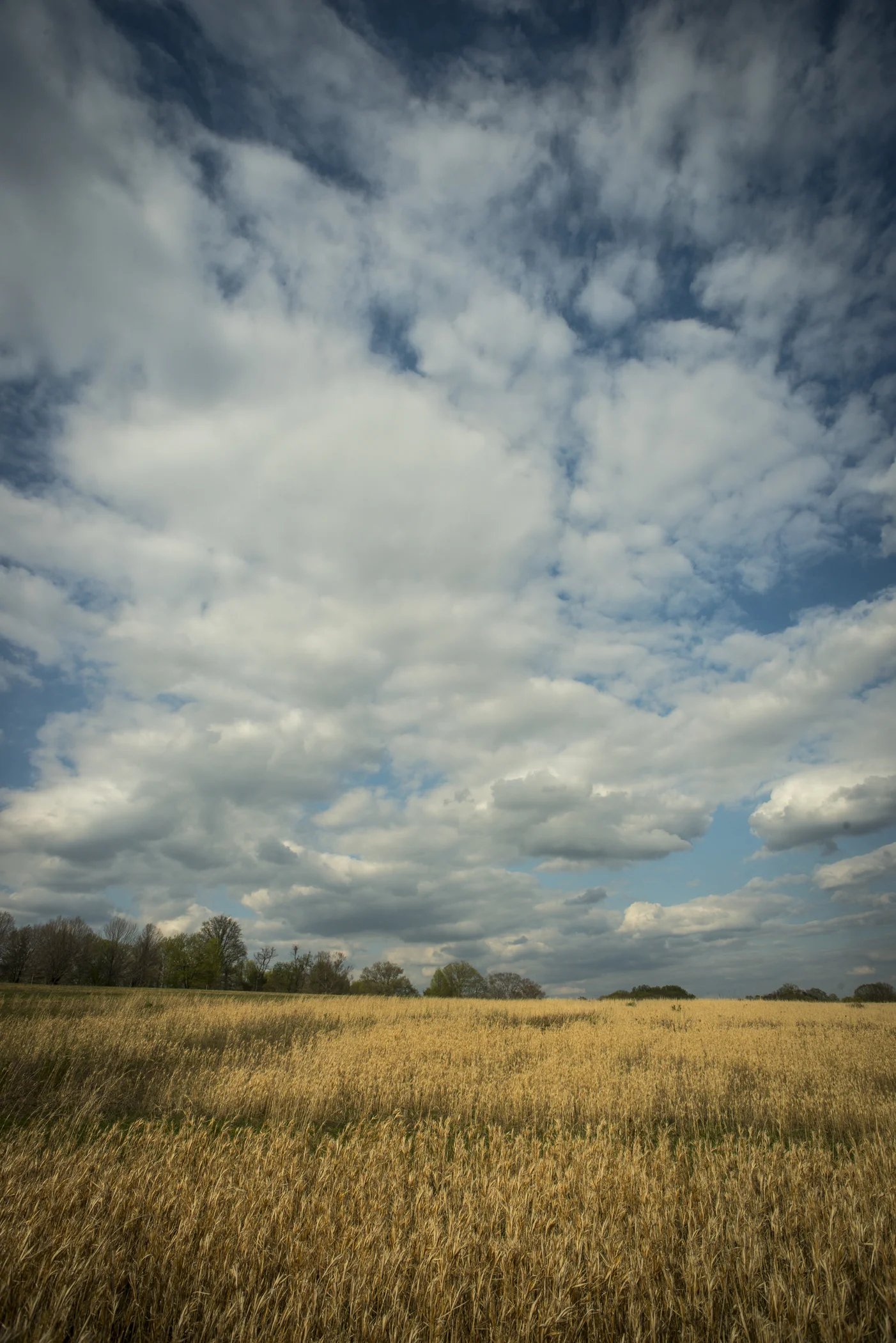 Longwood Meadow_1833.jpg