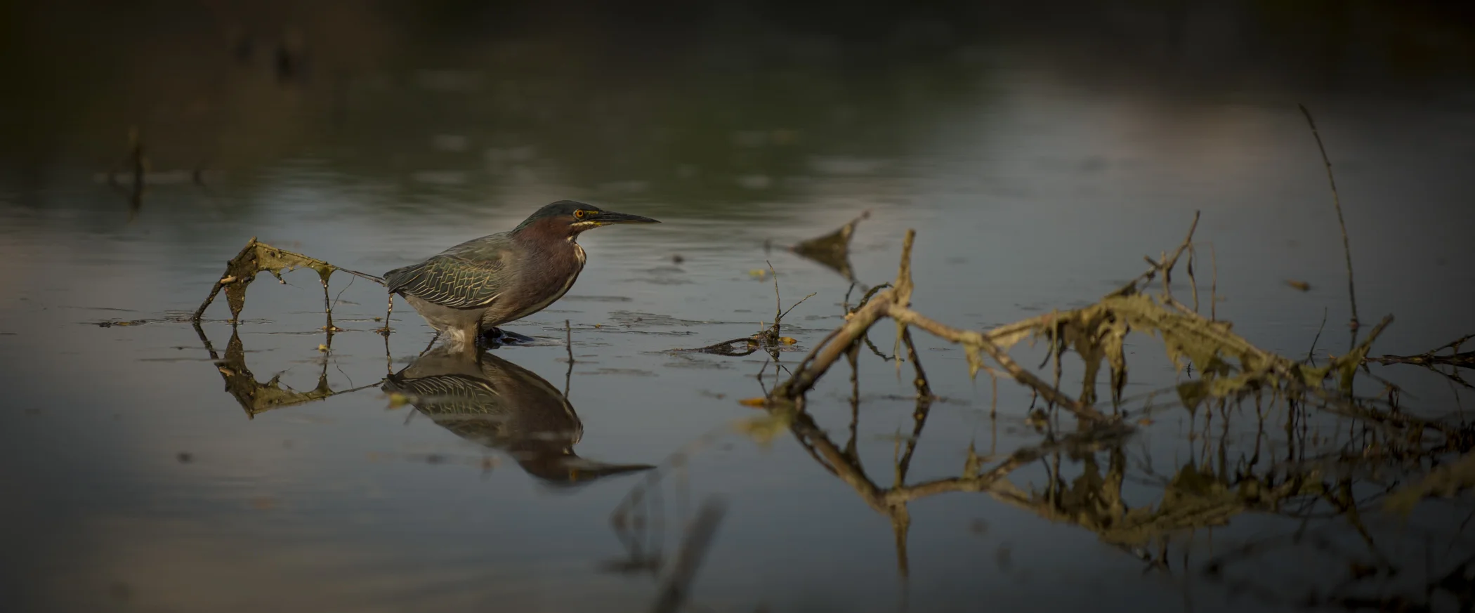 Green Heron