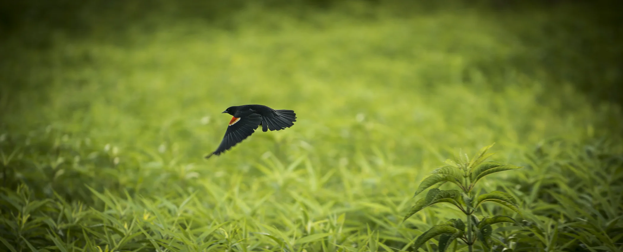 Red-winged Blackbird