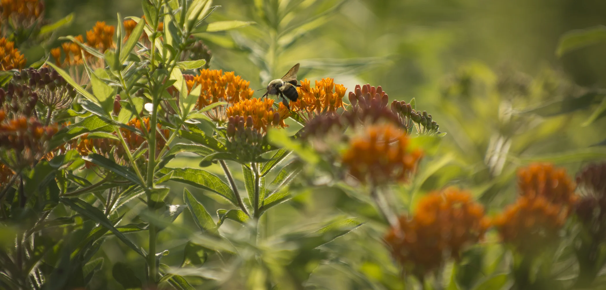 Longwood Meadow_3267.jpg