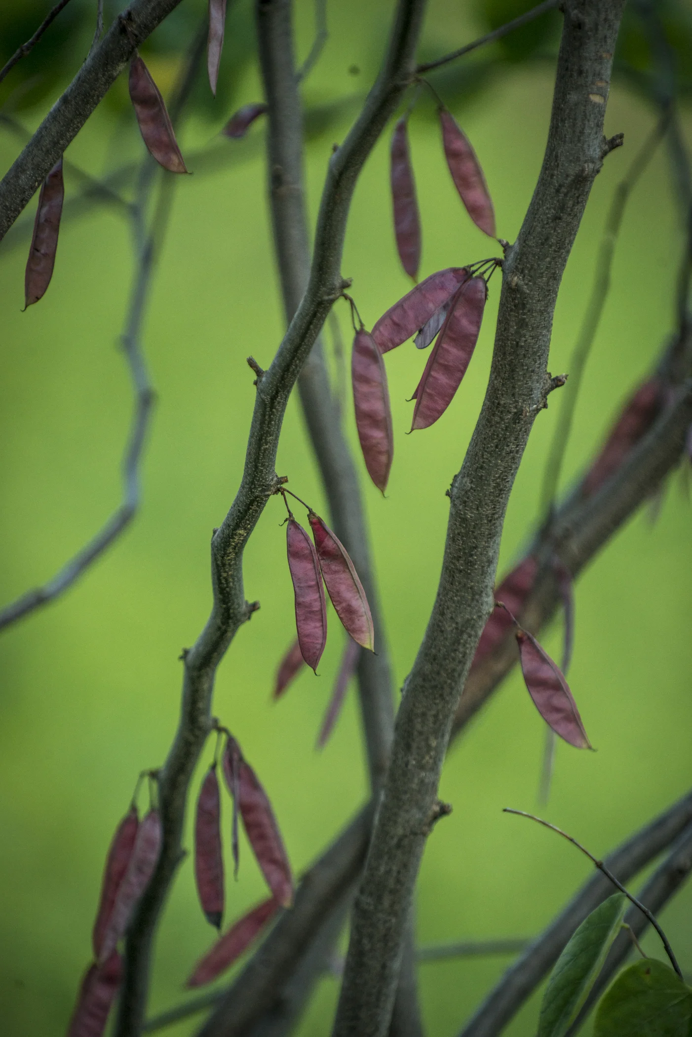 Redbud (Cercis Canadensis)