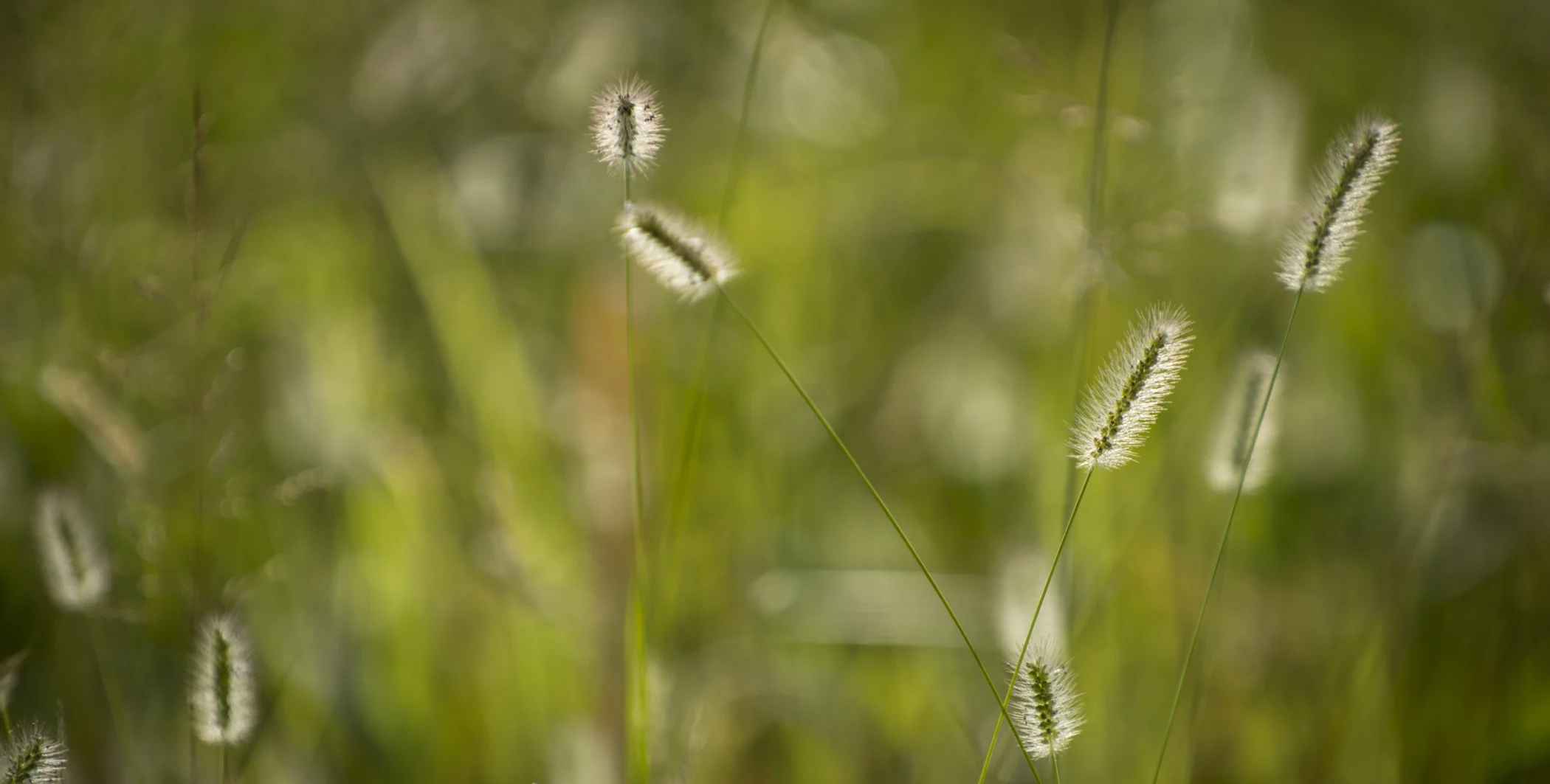 Longwood Meadow_4582.jpg