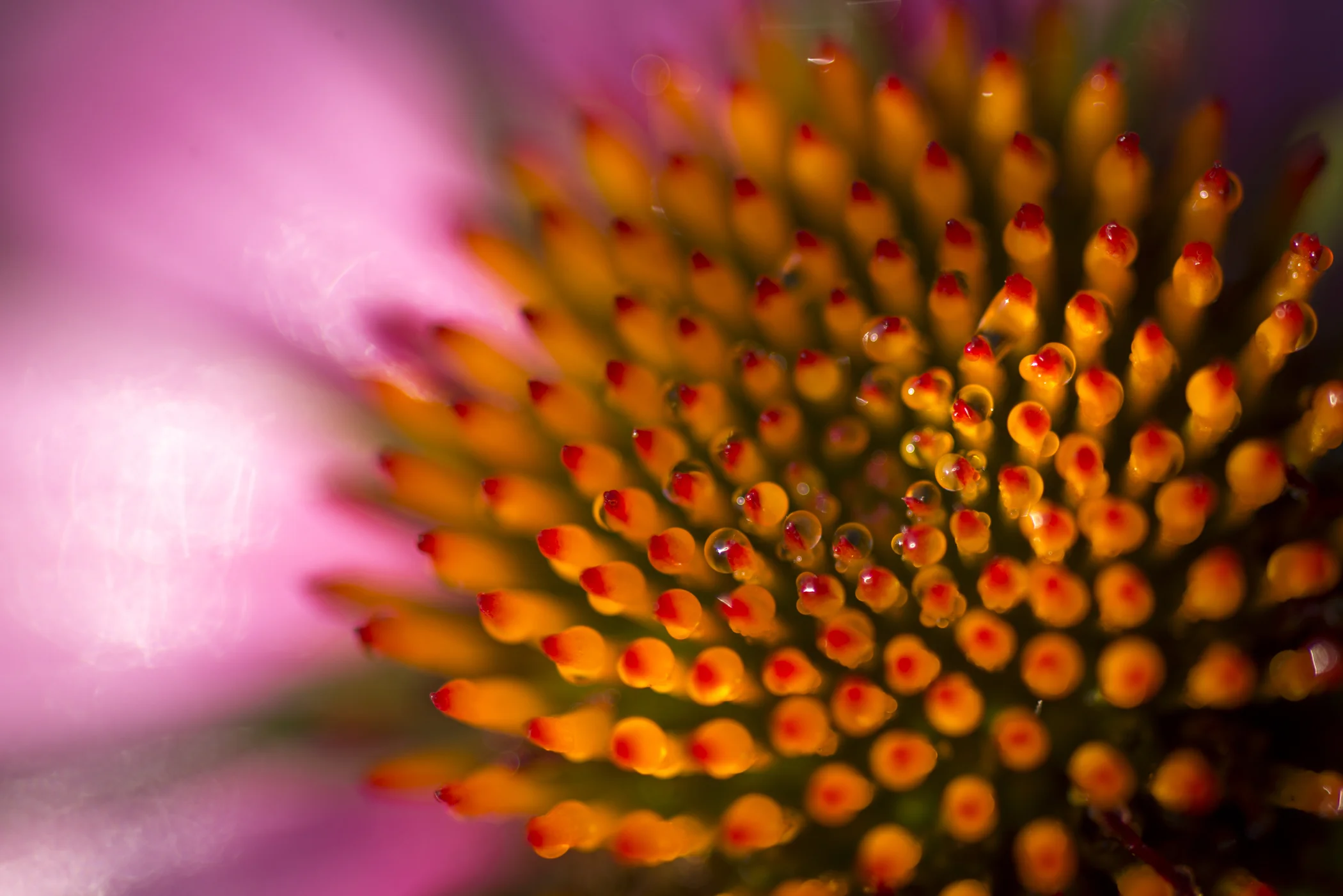 Cone Flower (Echinacea purpurea)